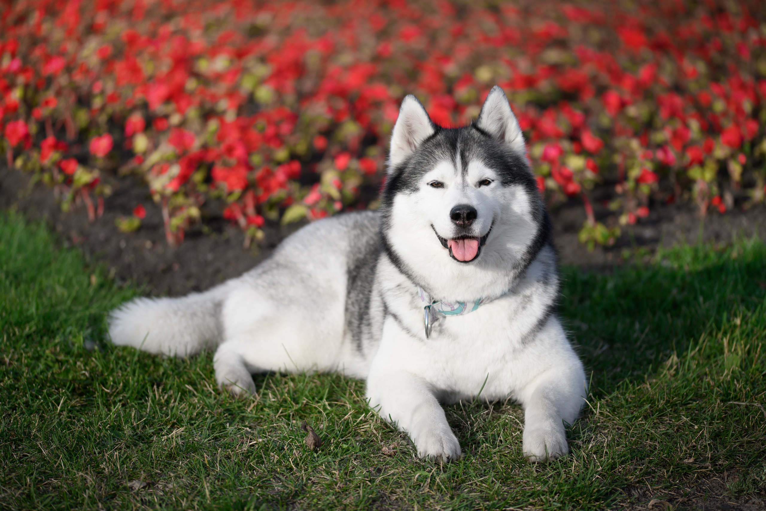 Собаки. FASHION ФОТОГРАФ КАЗАНЬ