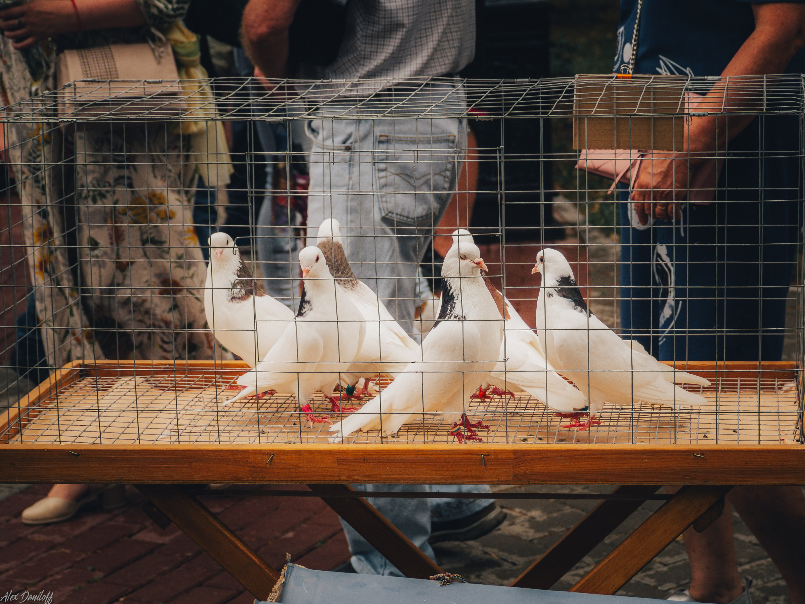 День семьи, любви и верности 2024. Муром-Инфо. Новости культуры, образования, спорта в городе Муром