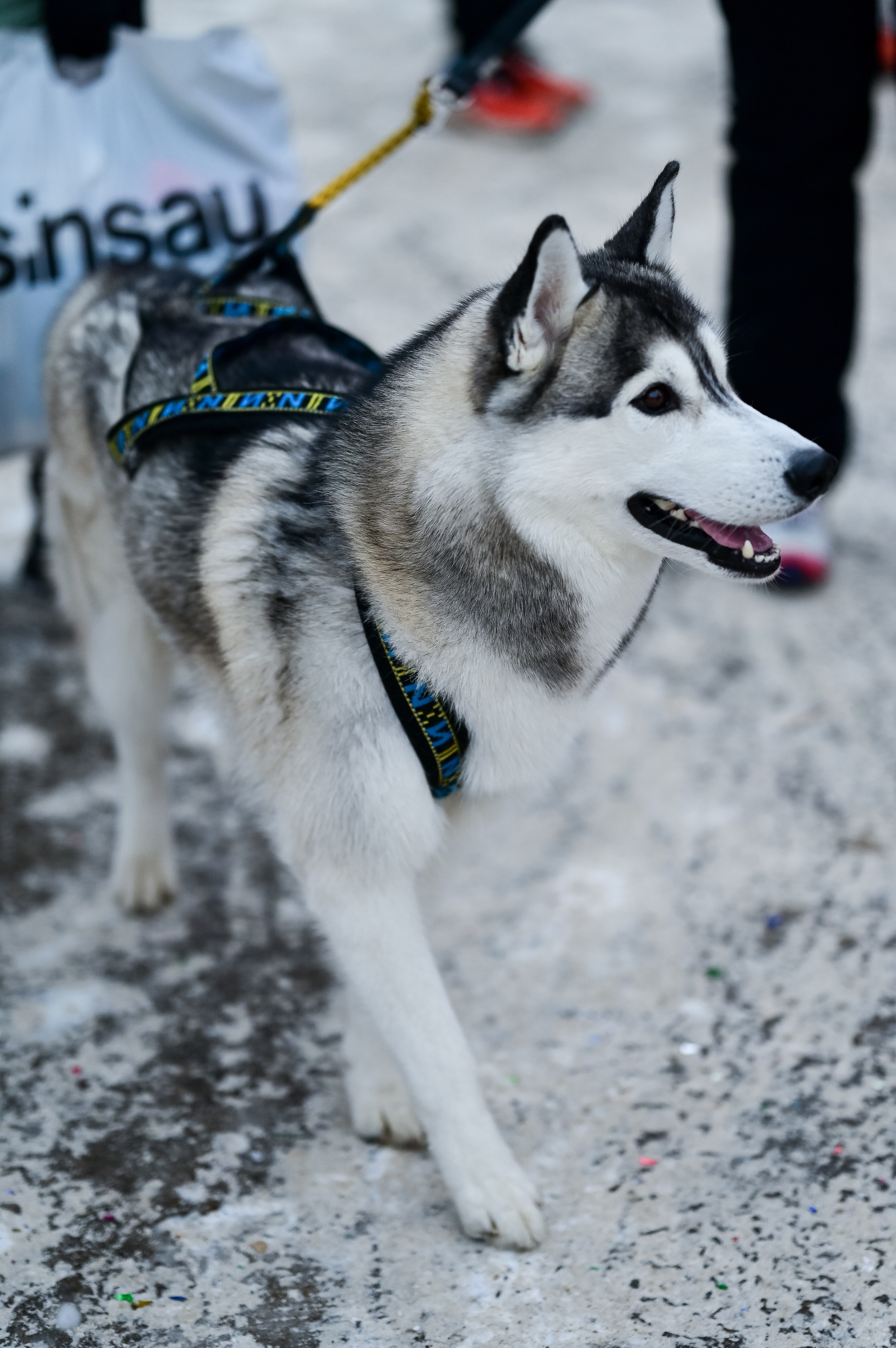 Новогодний S95 Кузьминки (01.01.25). Фотограф | Ирина Гамзинова | Москва