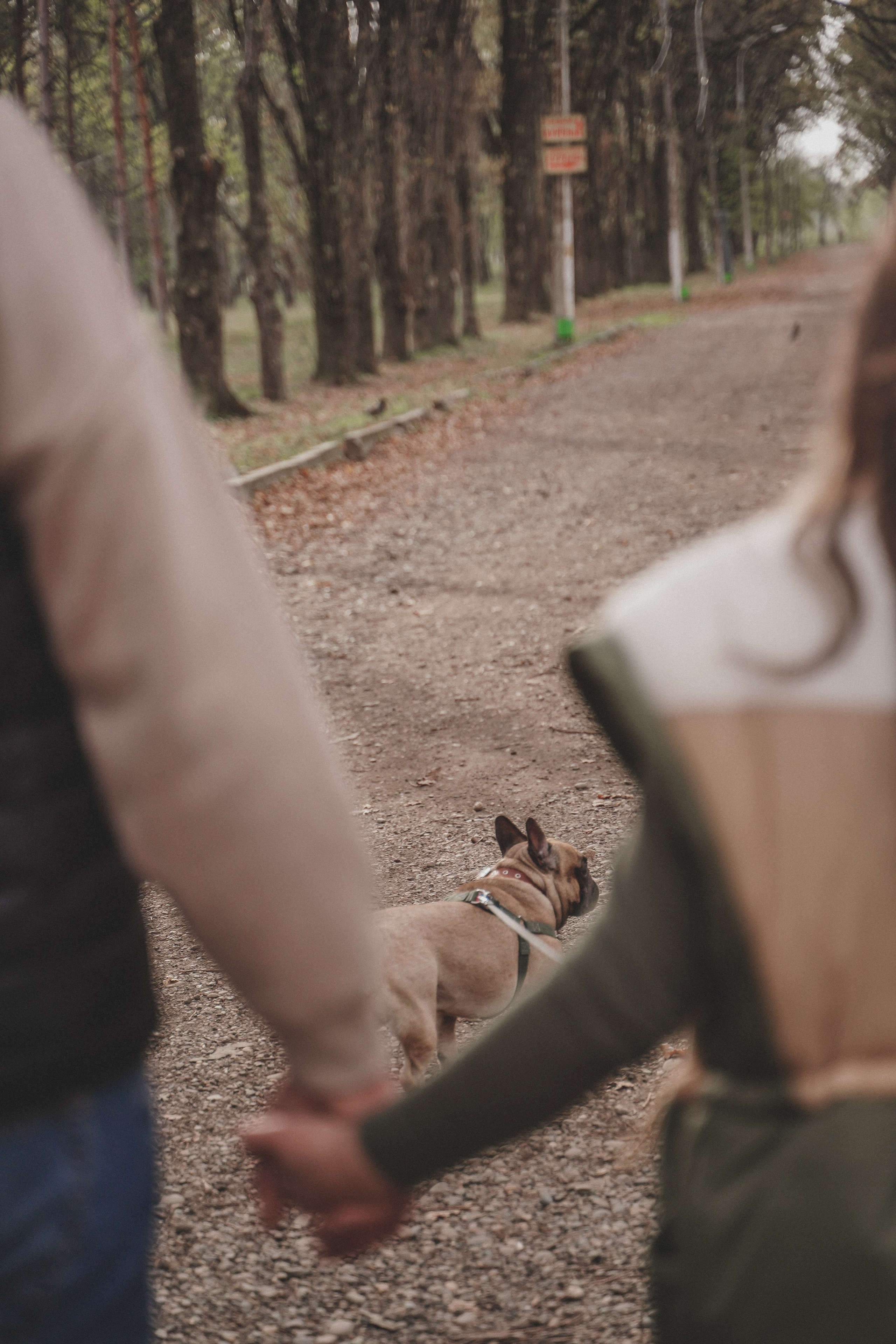 Фотосессия с собакой в Солнечном острове. Семейный и женский фотограф в Краснодаре Анастасия Приймак