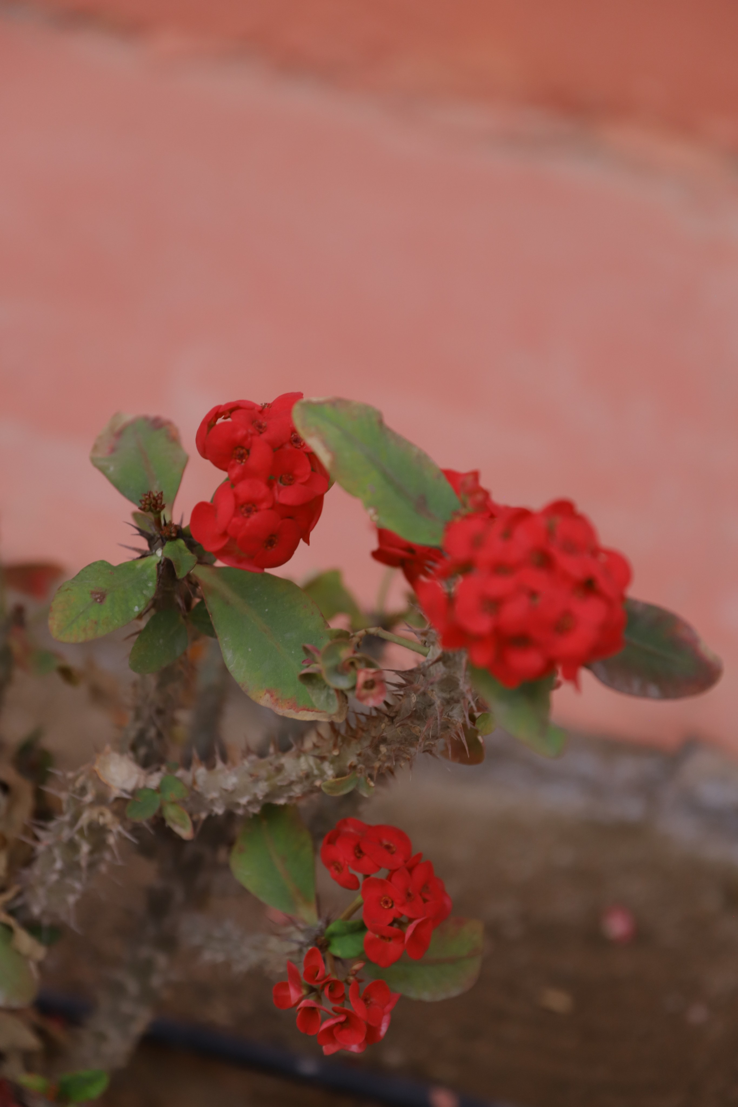 Шарм-Эль-Шейх. Светлана Иванова - профессиональный фотограф