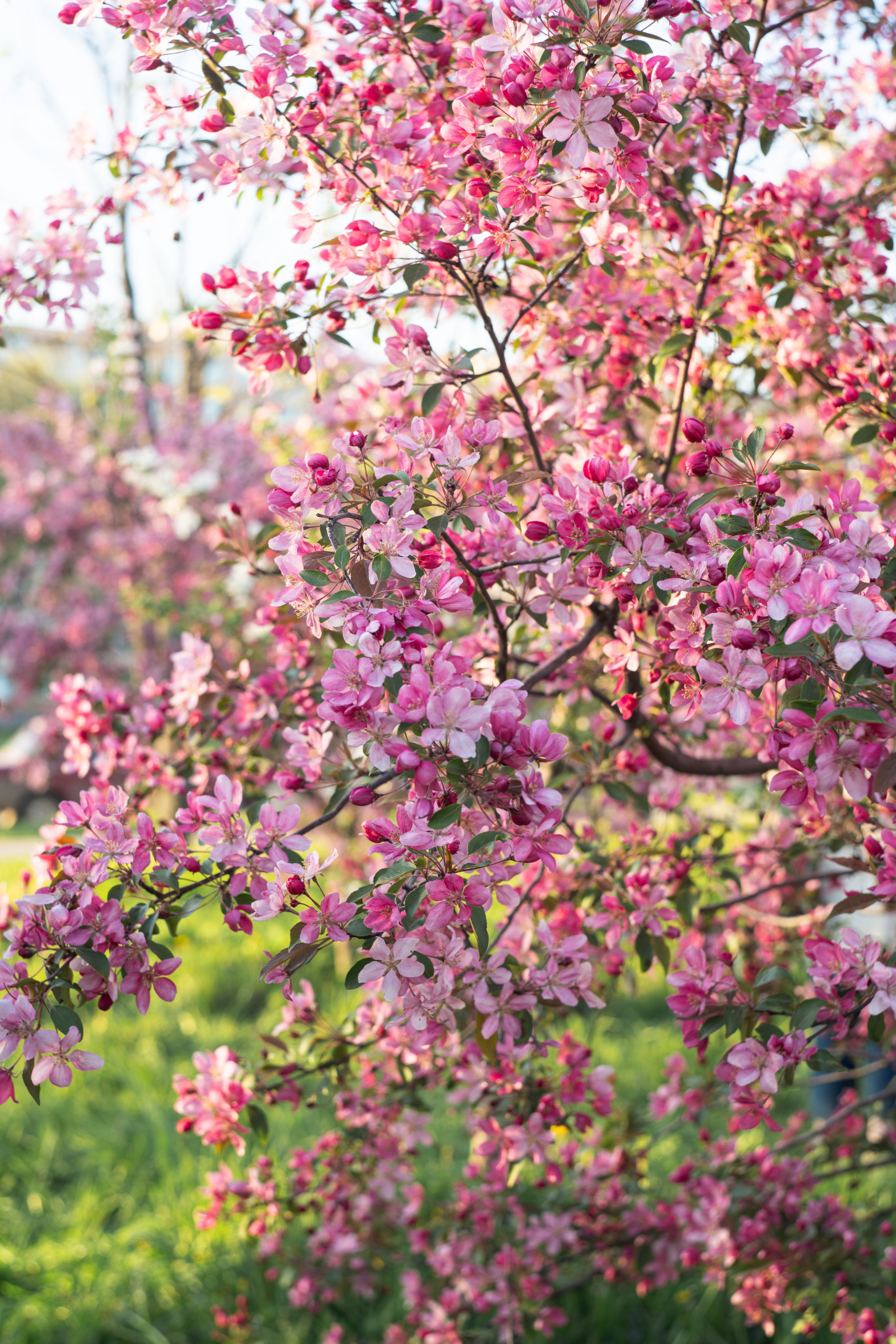 Настя весной. Елена Осадчая — фотографирую музыку на сцене и в жизни