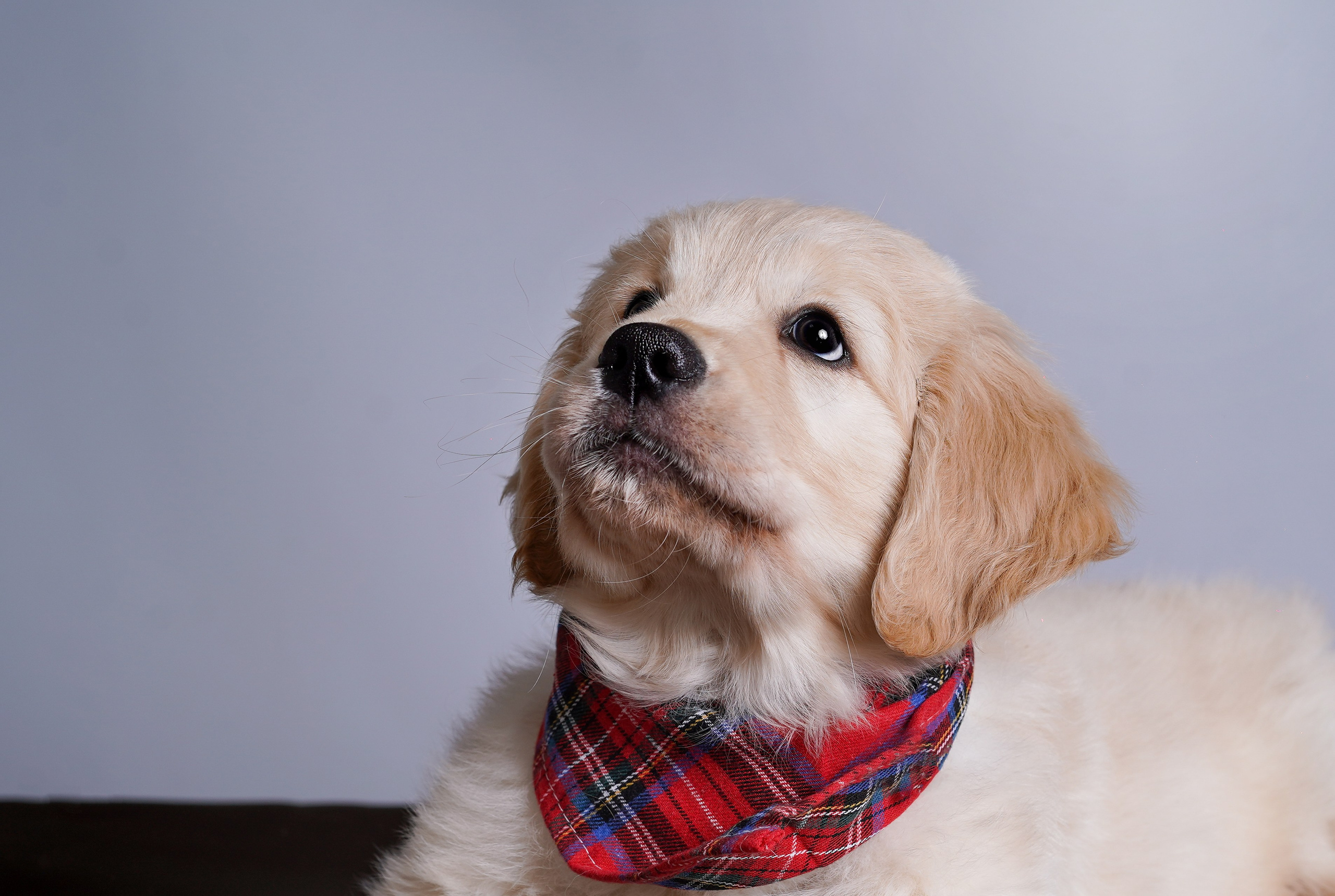 Щенок голдена. Фотограф-анималист в Санкт-Петербурге Яна Мартынова