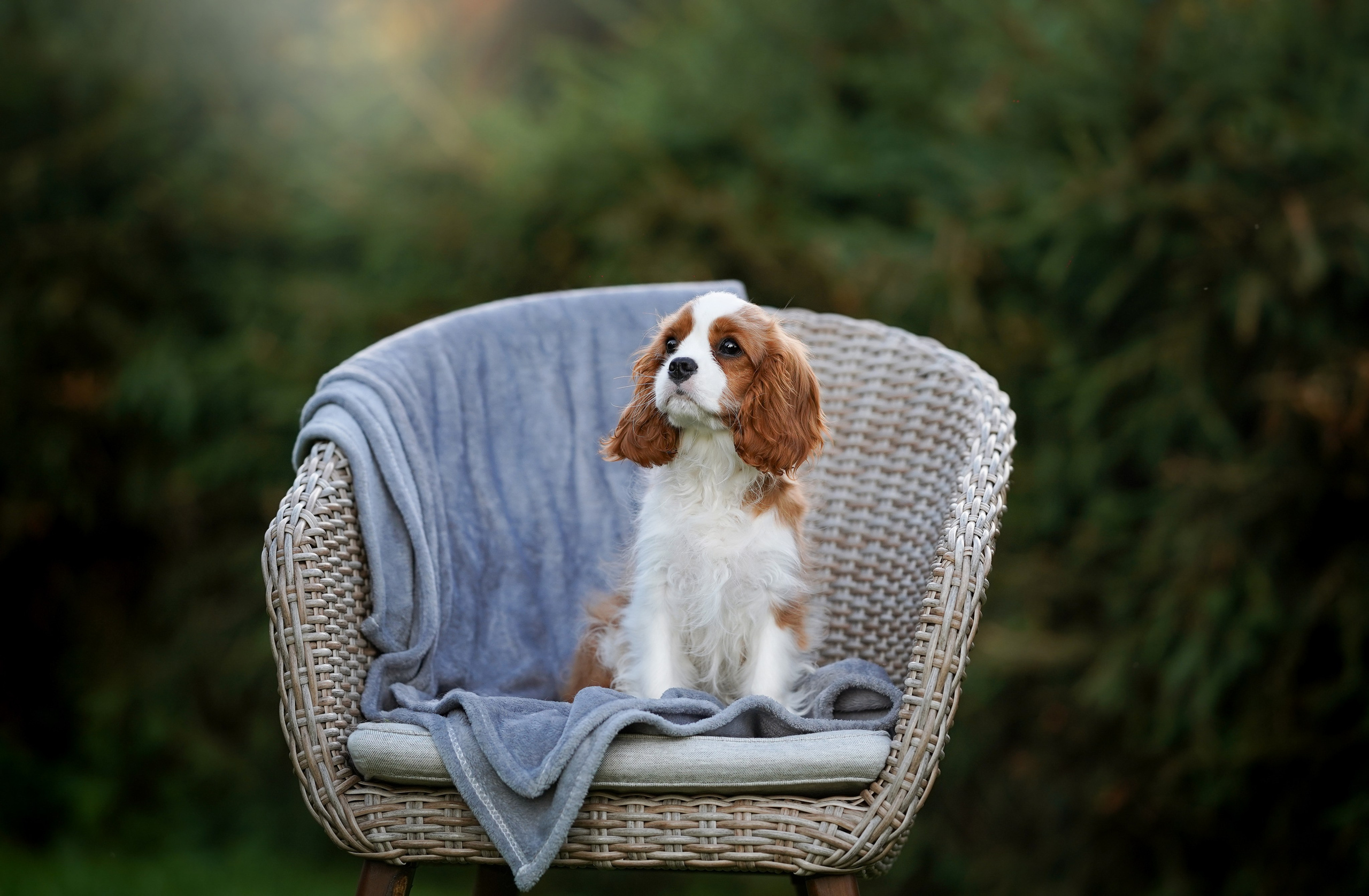 Щенуля кавалера. Фотограф-анималист в Санкт-Петербурге Яна Мартынова