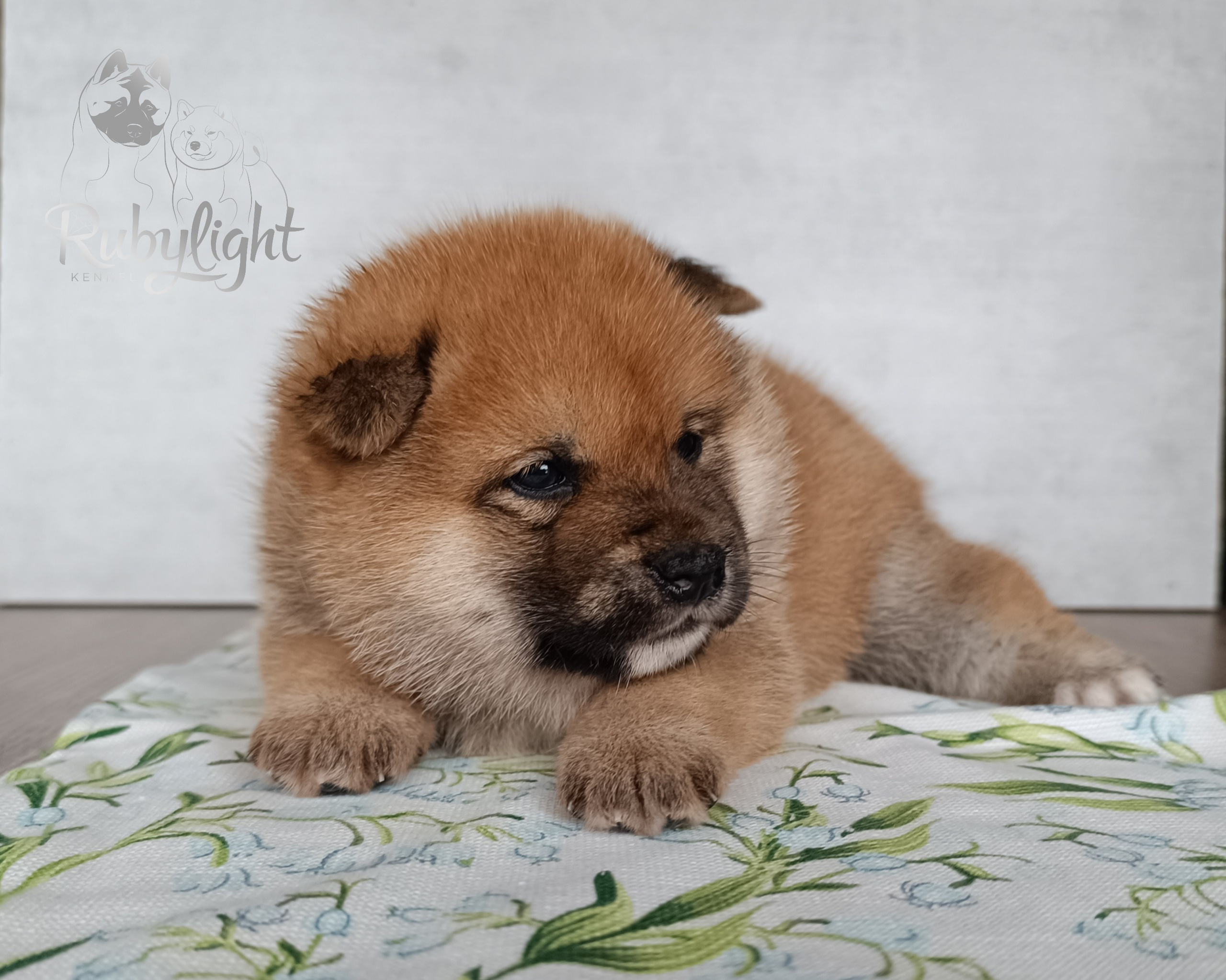 Сиба Rubylight Everest питомник Рубилайт 