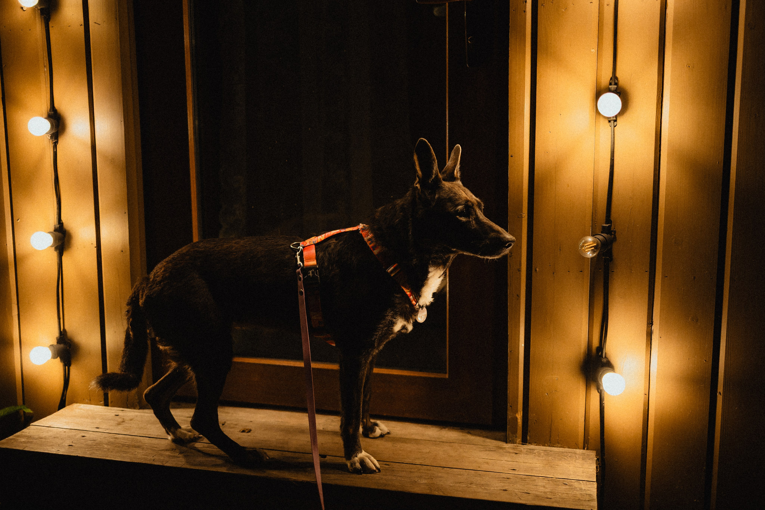 Выездной дог-тренинг от школы «Шерсть имею»