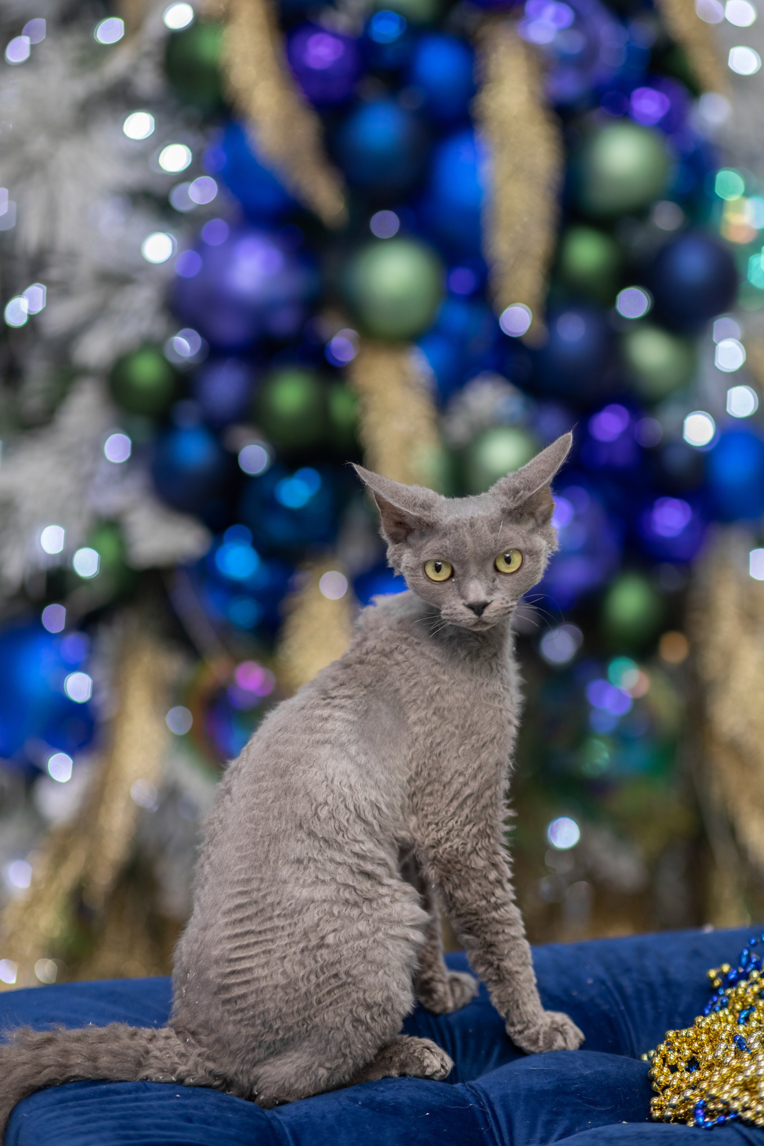 Фотосессии с питомцами в Сургуте