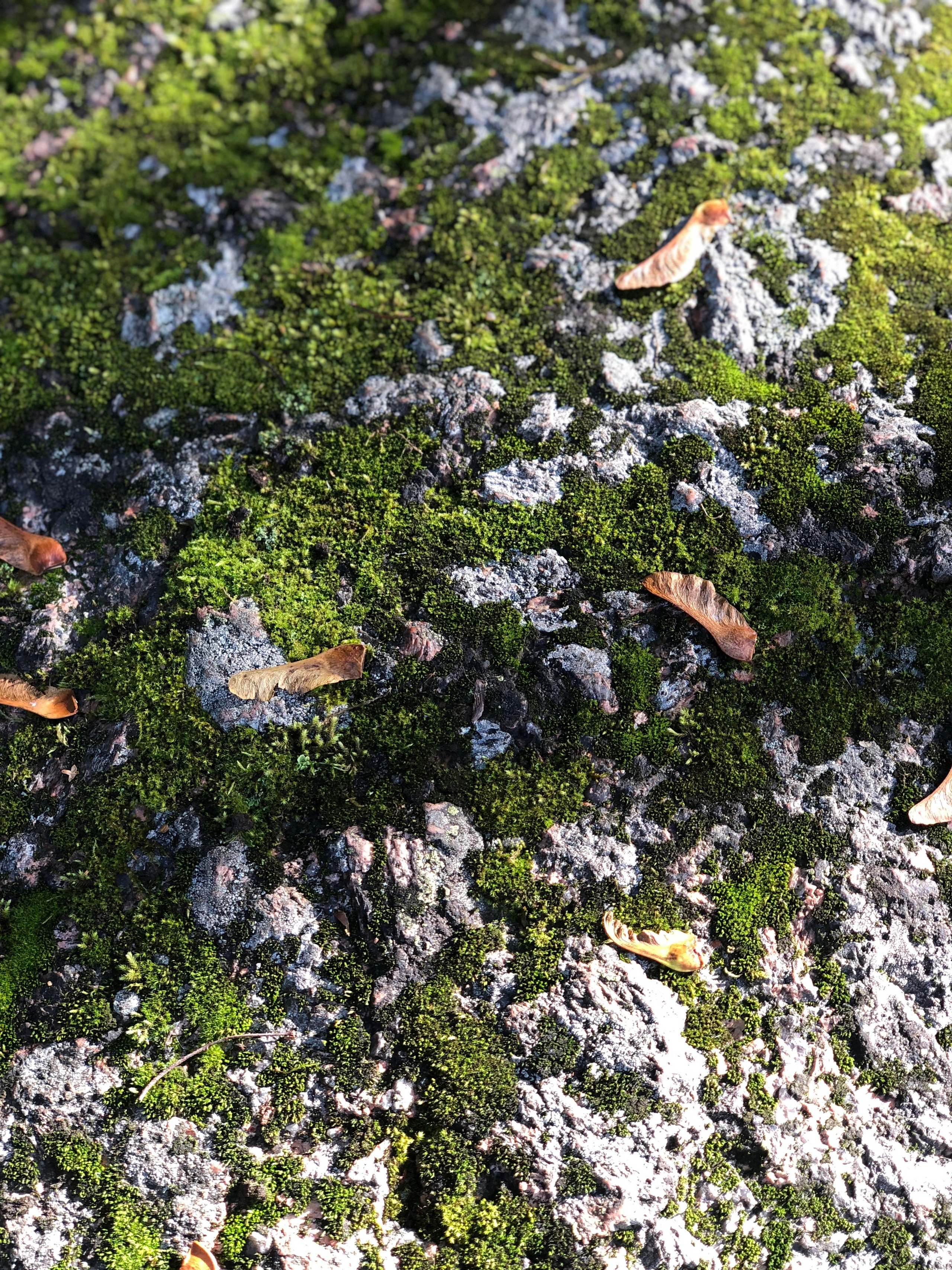 Октябрь. Семейный, Свадебный фотограф СПБ Питер— Романова Екатерина