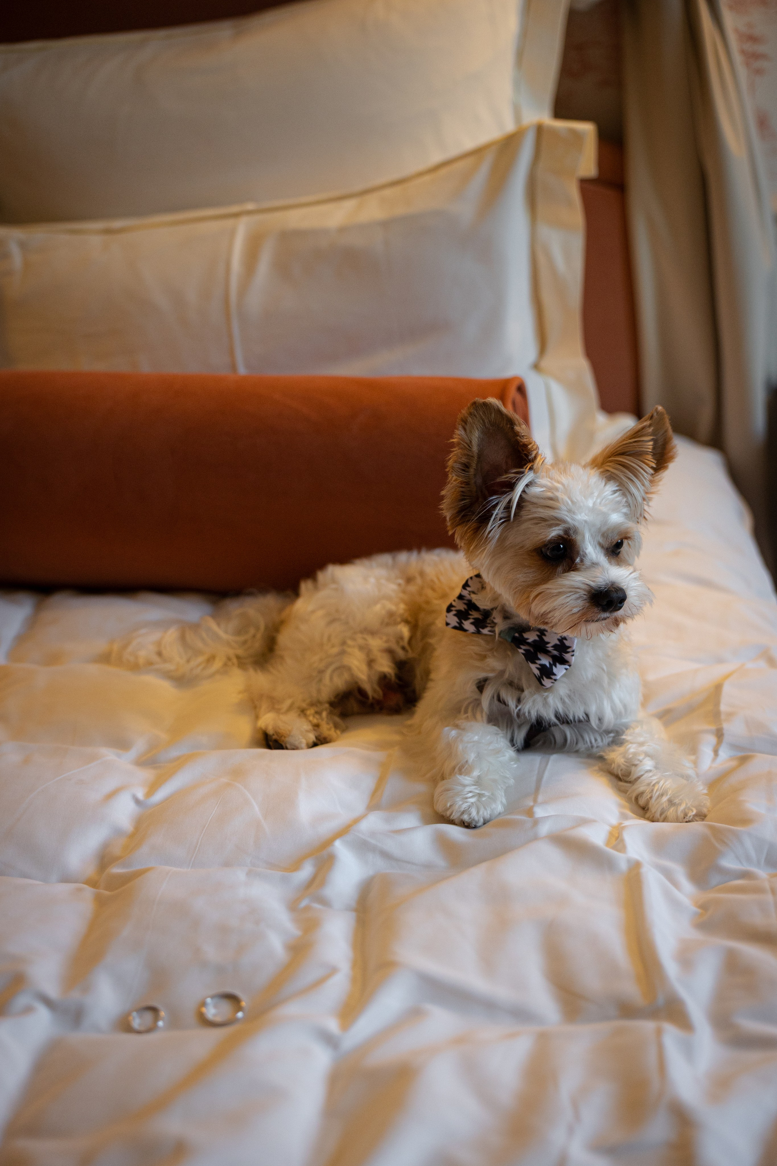 Александра и Дмитрий. Ваш фотограф — Александра Андрущенко