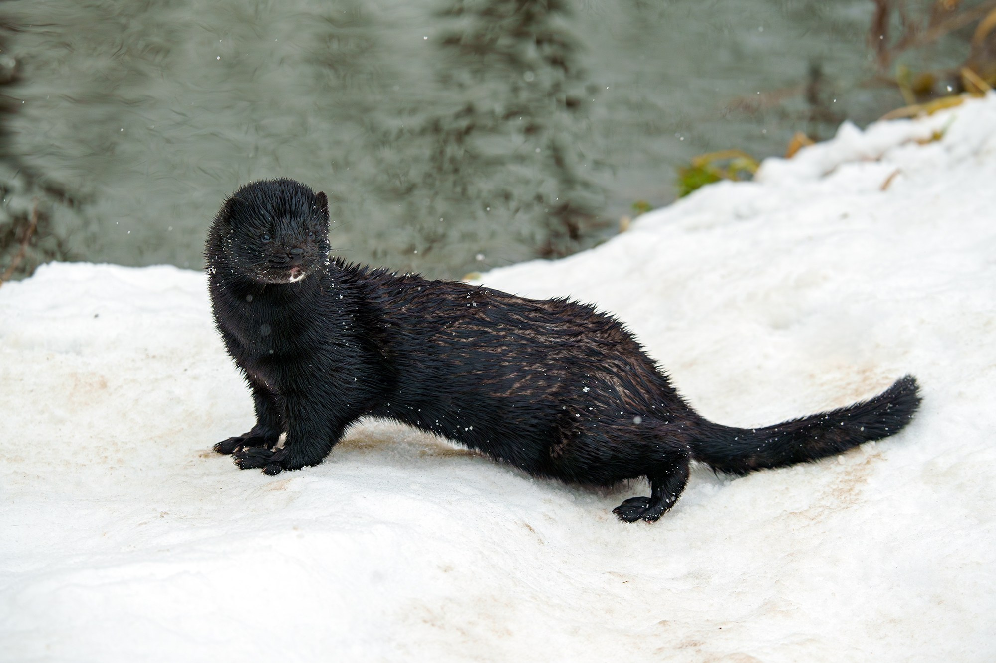 Животные. Ваш личный фотограф Марина Волкова