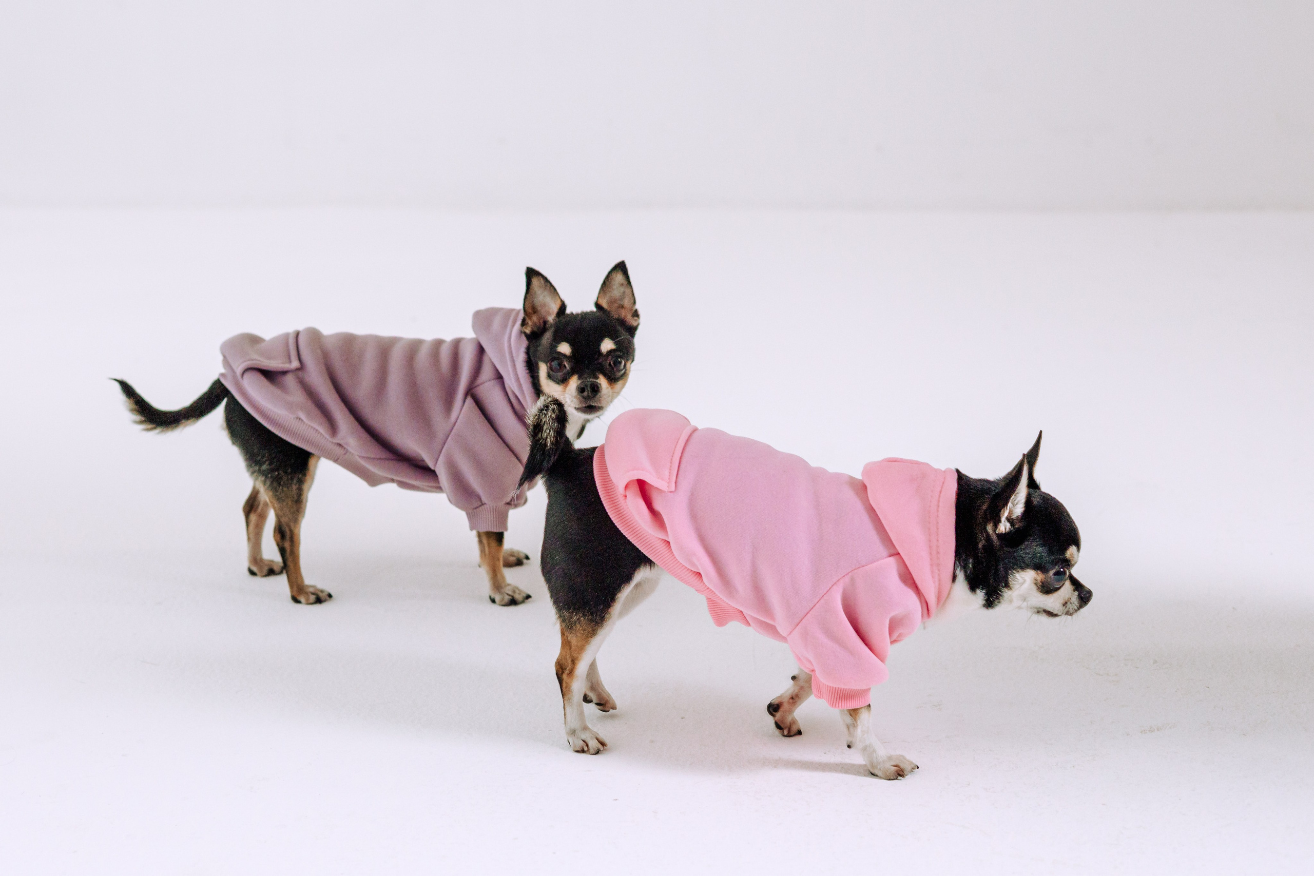 Семейная фотосессия. Фотограф-анималист Татьяна Степанова