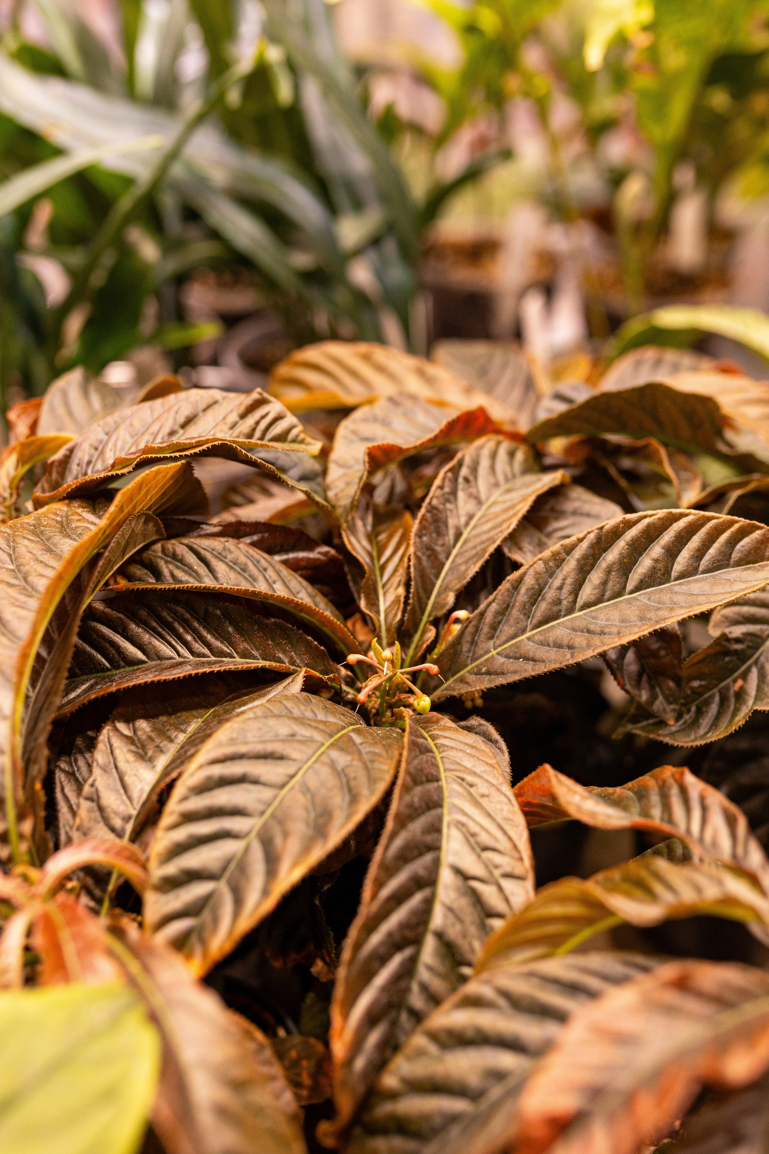 Green_Rare Ярмарка февраль 2025. Александра Куликова фотограф, Москва