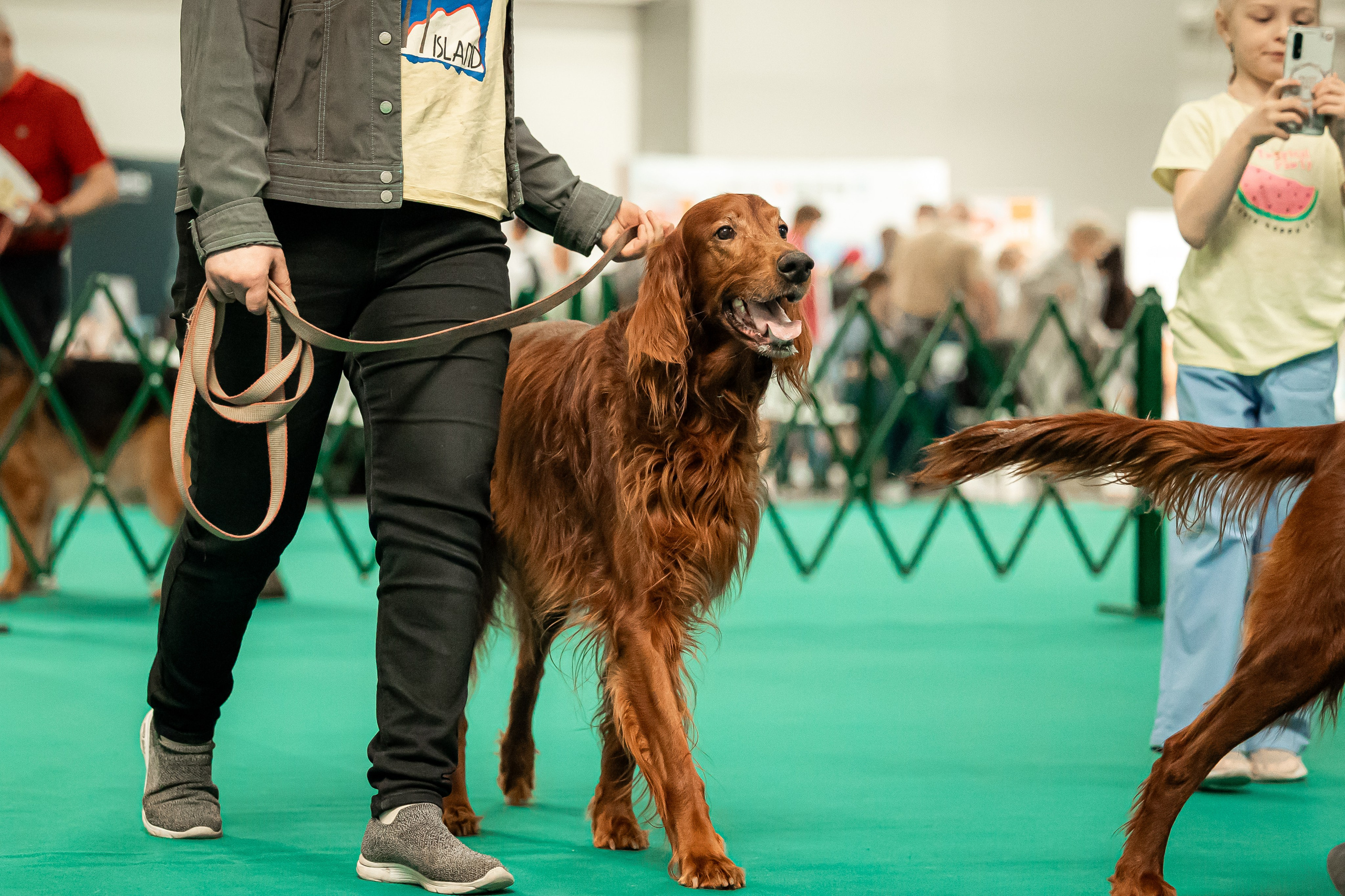 Выставка сеттеров 19.05.24