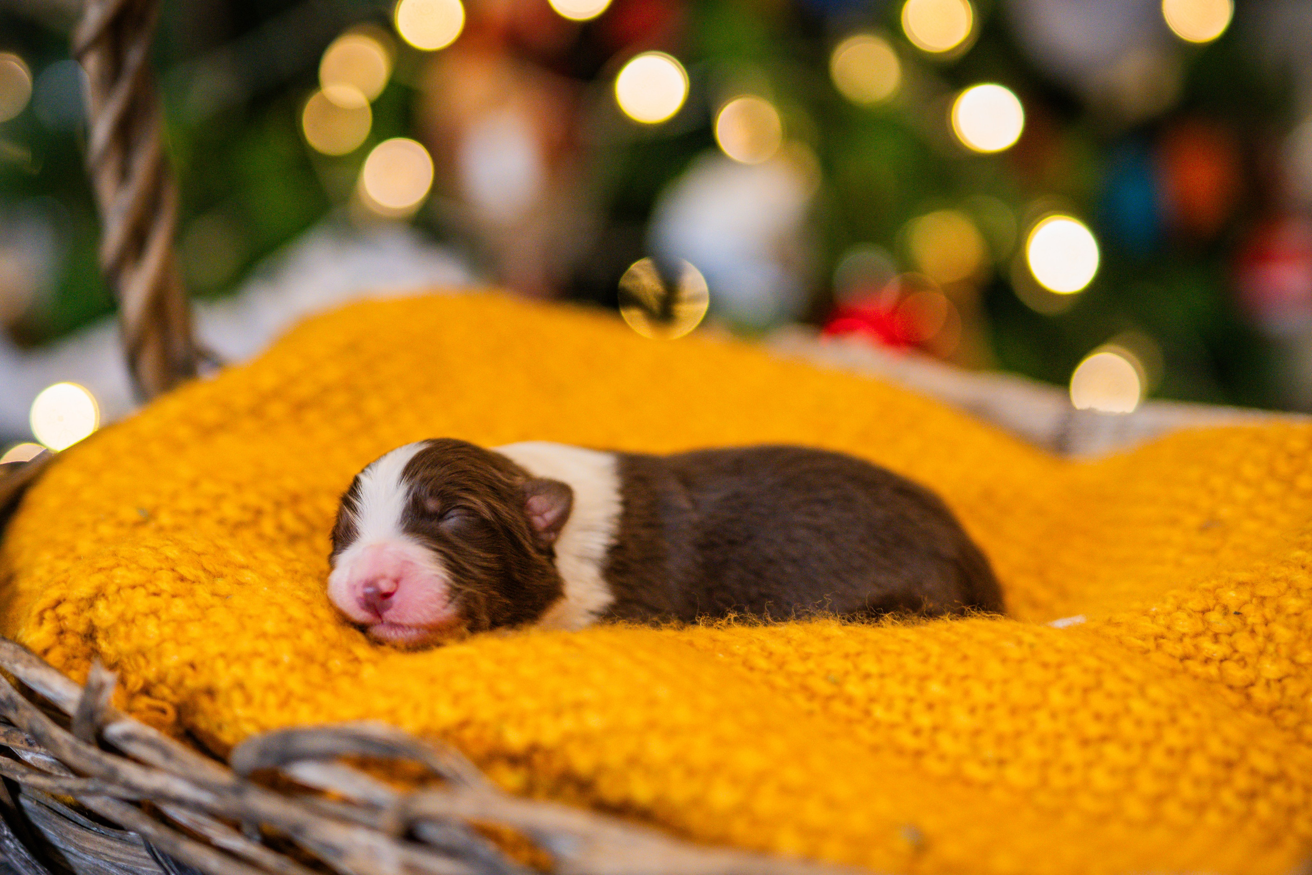 Фритсвит. Семейный фотограф Ефремова Виктория