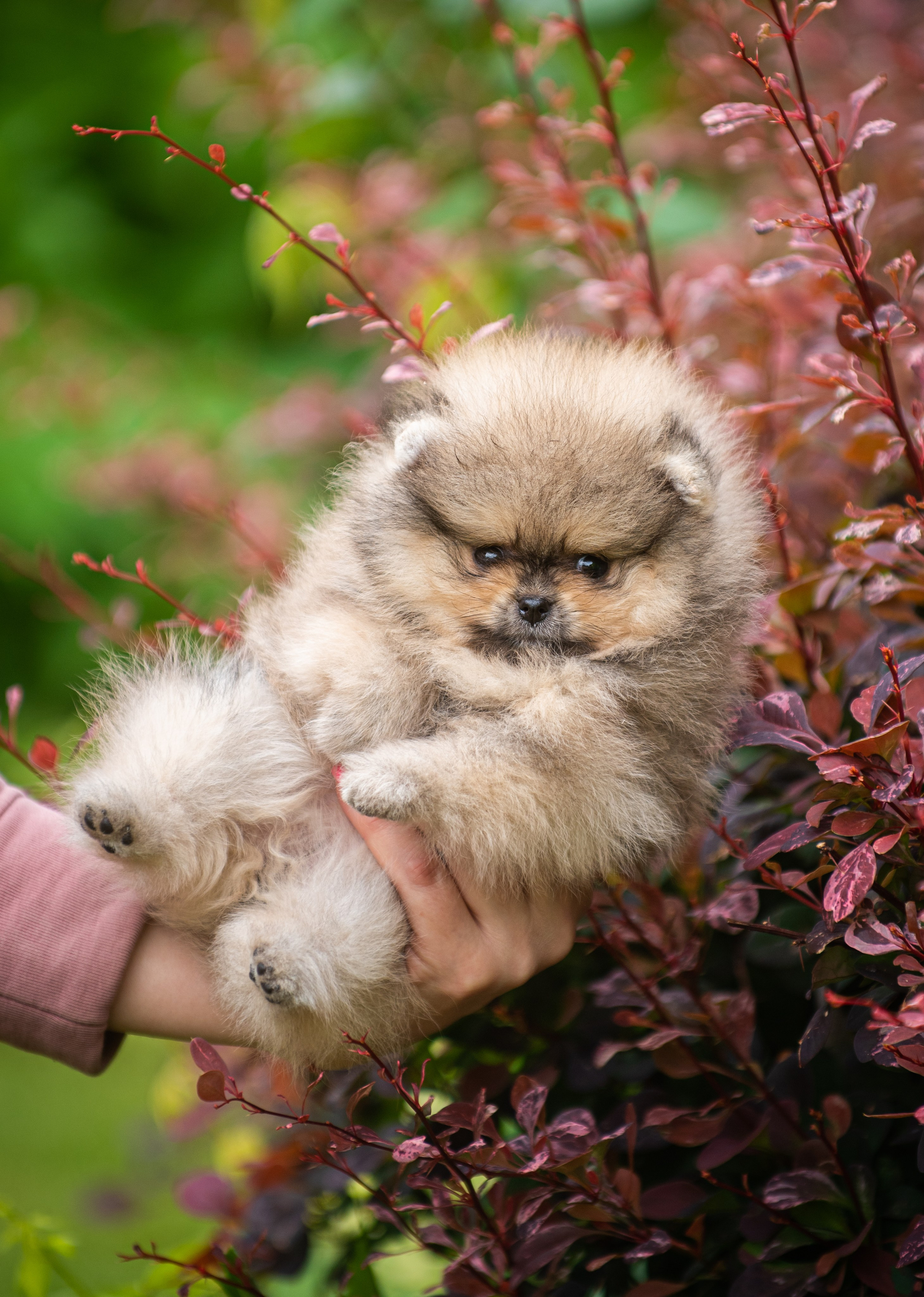 Шпицы щенки. Главная