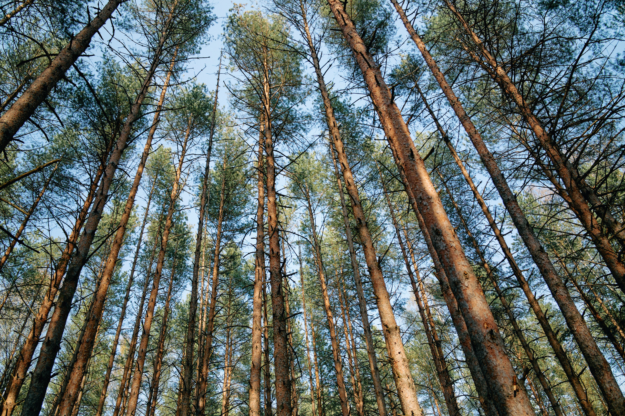 Бутик-отель Поле летом. Профессиональный Фотограф во Владимире, в Москве и в Суздале — Полина Романычева