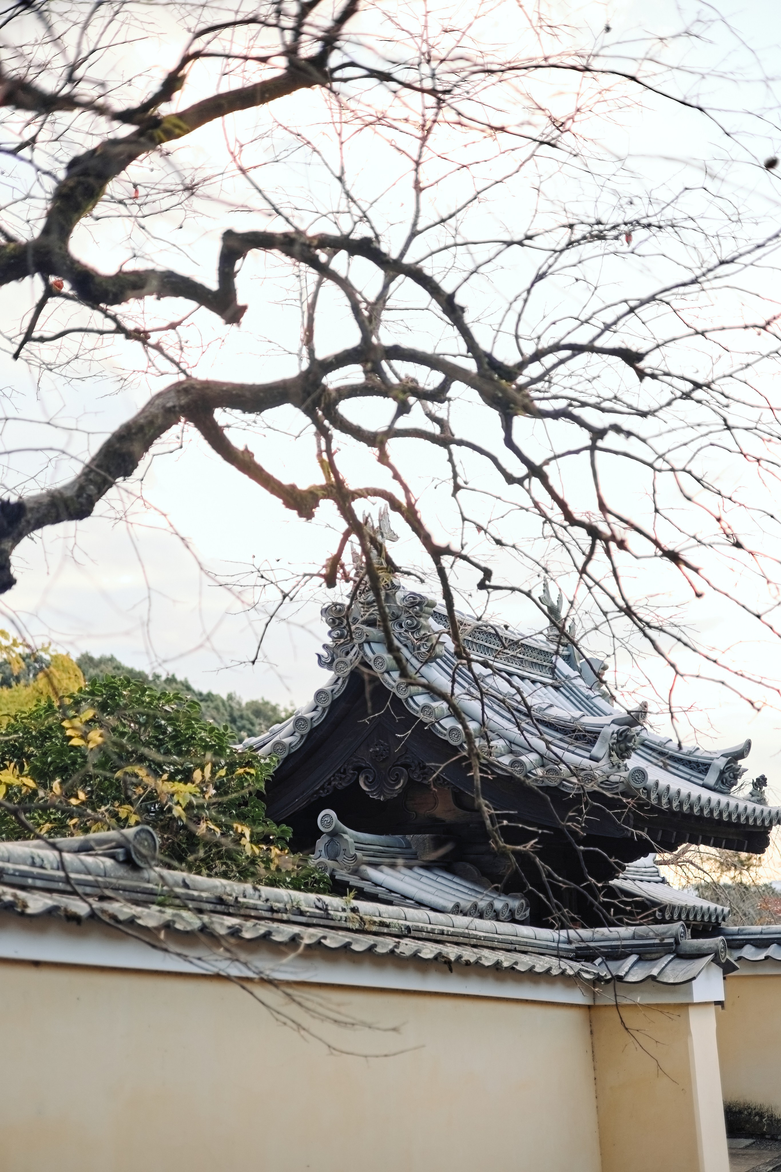 Япония. Профессиональный Фотограф во Владимире, в Москве и в Суздале — Полина Романычева