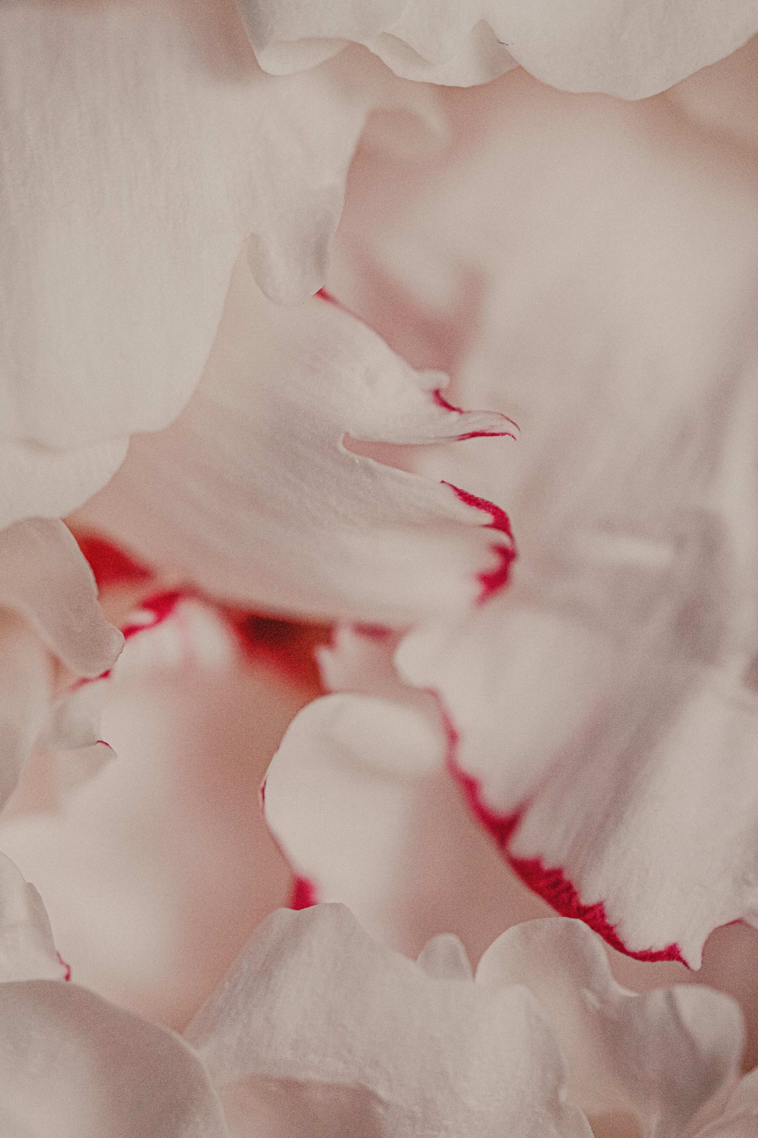 Букет пионов. Портретный и семейный фотограф во Владивостоке Светлана Мухильченко