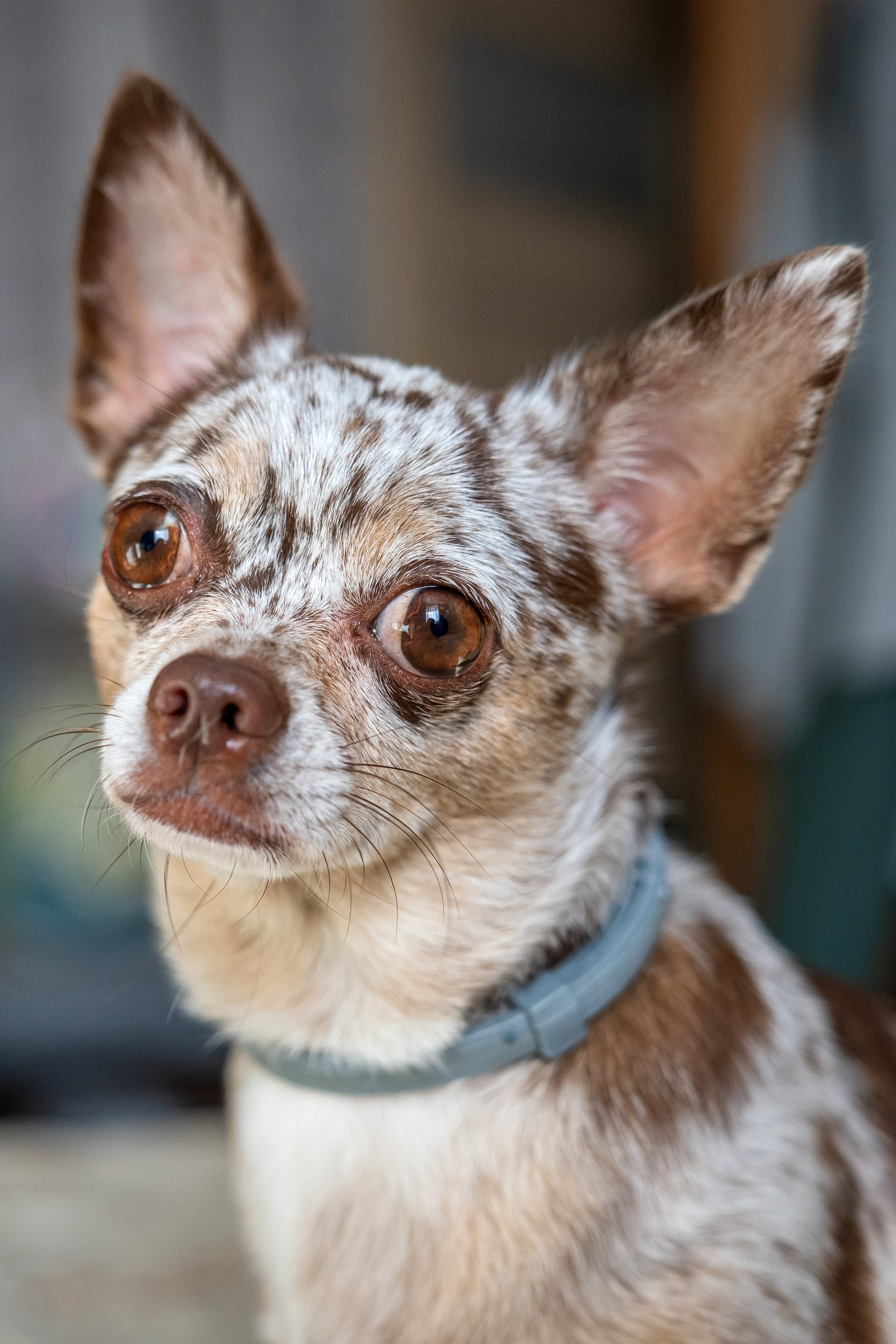Животные. Фотограф в Москве Демьян Лопатов