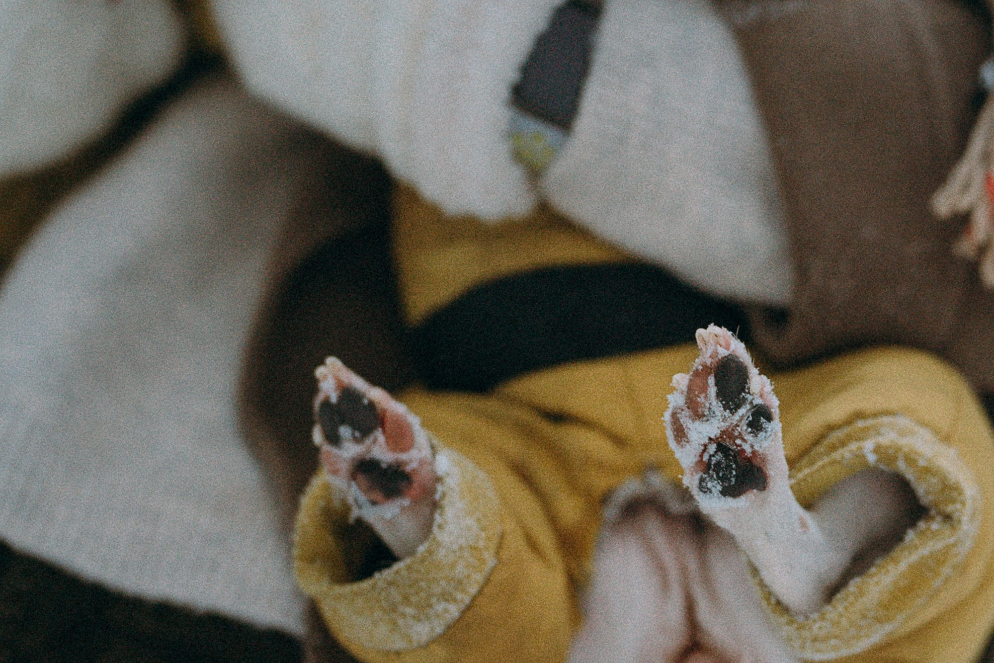Алина, Ваниль и Элис. Фотограф анималист в Москве и Санкт-Петербурге Свиридова Анна