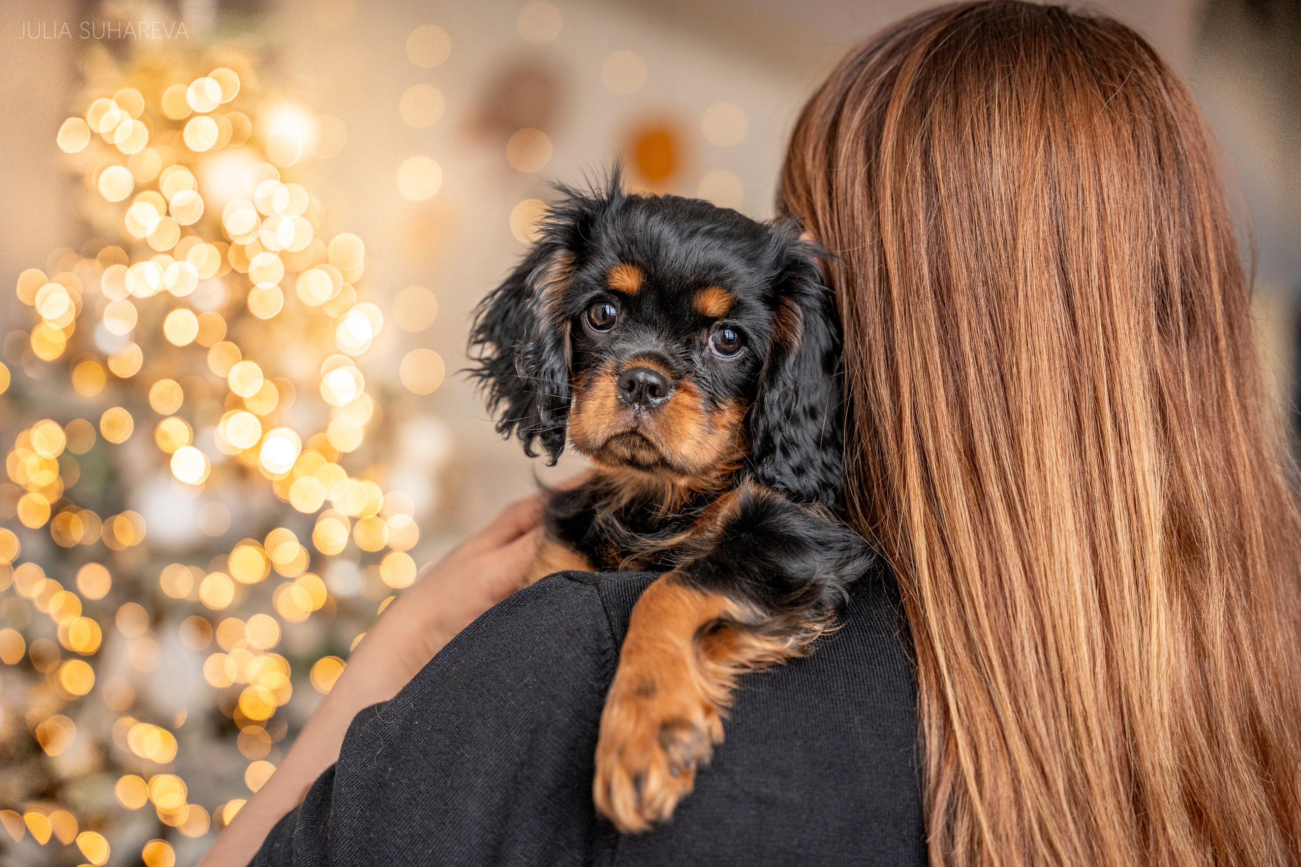 Щенки Кавалер кинг-чарльз-спаниель (Новый год). Главная