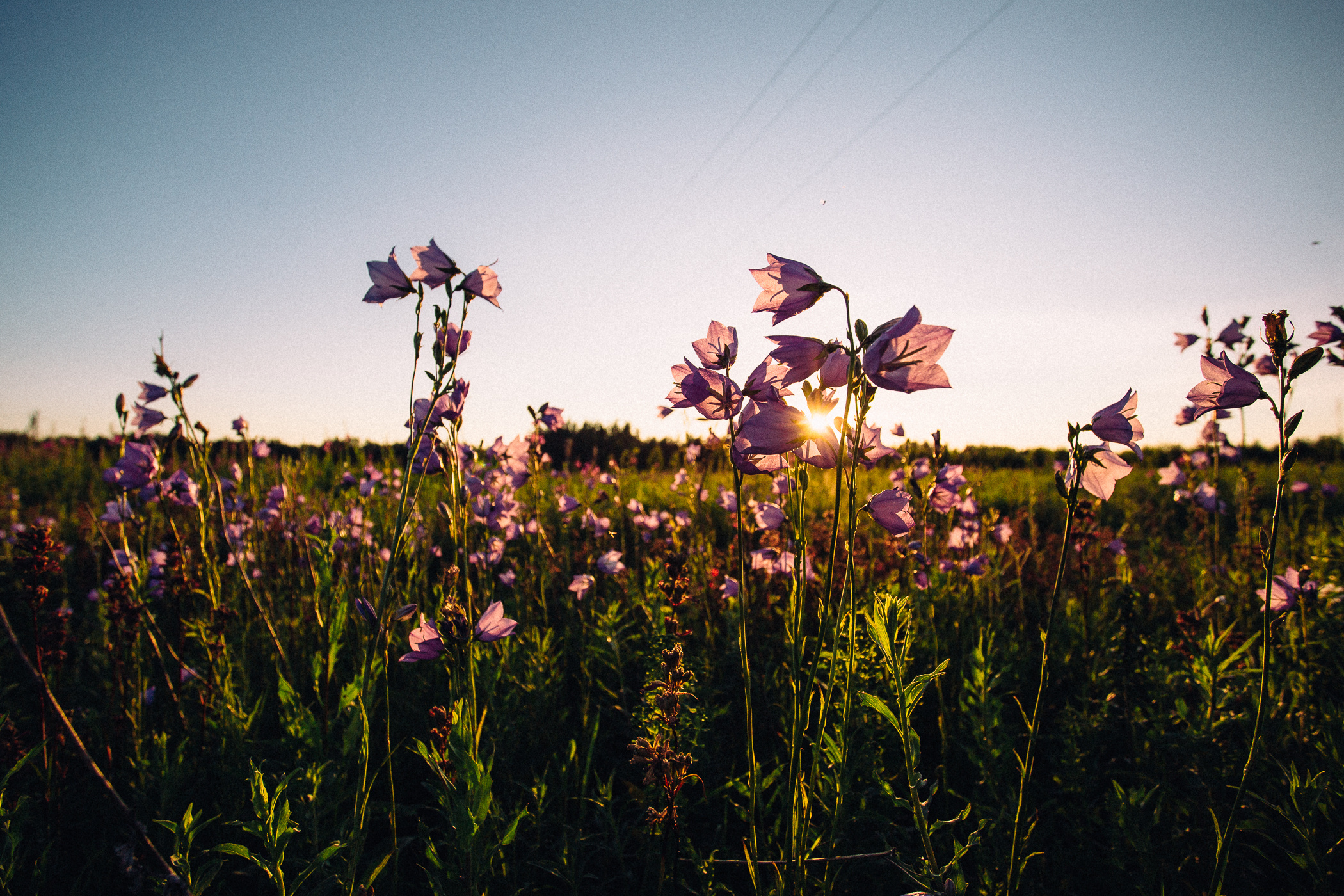 Фотосессия пары, лав стори, предсвадебная съемка. Свадебный и семейный фотограф в Твери, Москве, Санкт-Петербурге