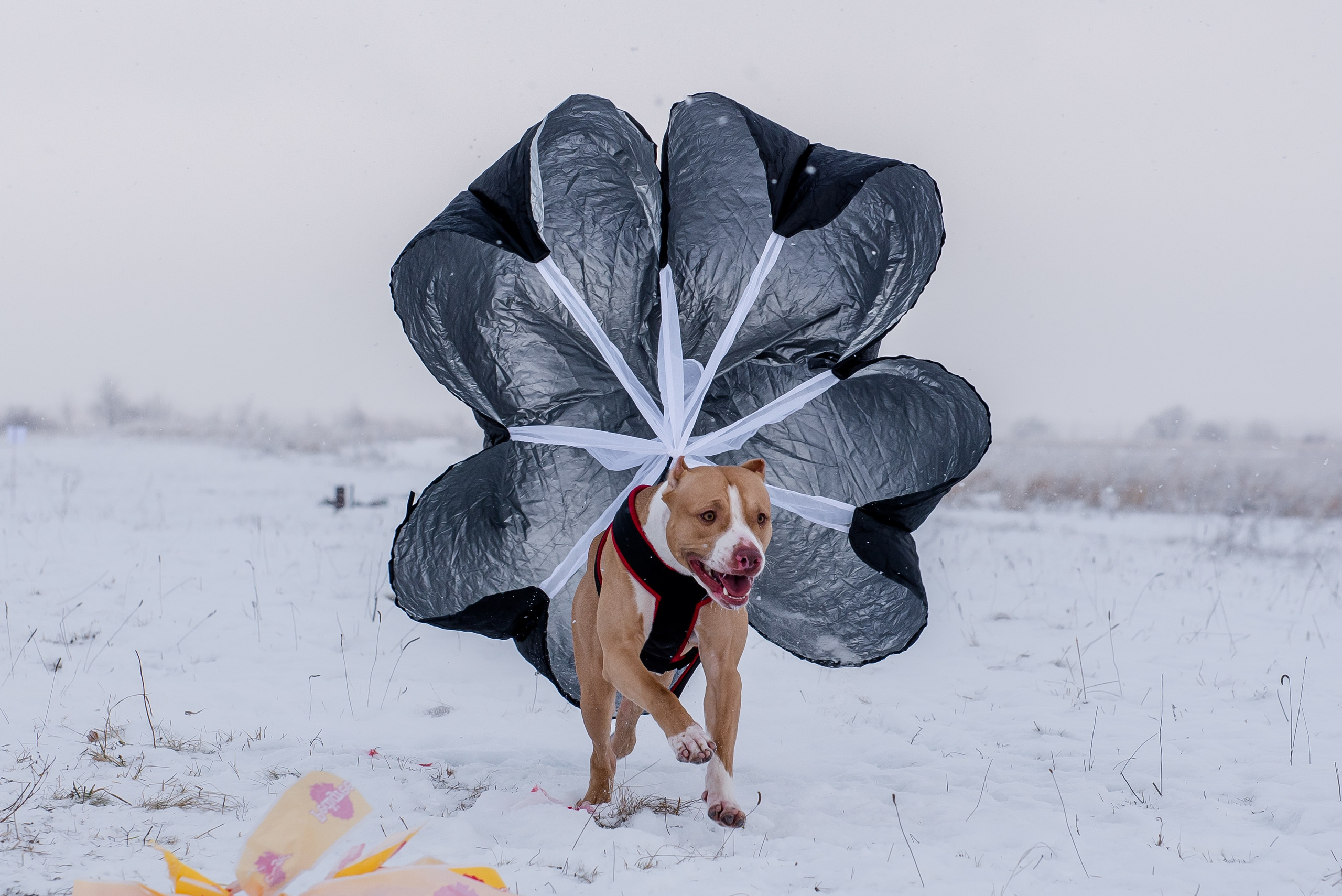 Бега за механической приманкой (Курсинг). Фотограф Макс Огурцов в Нижнем Новгороде