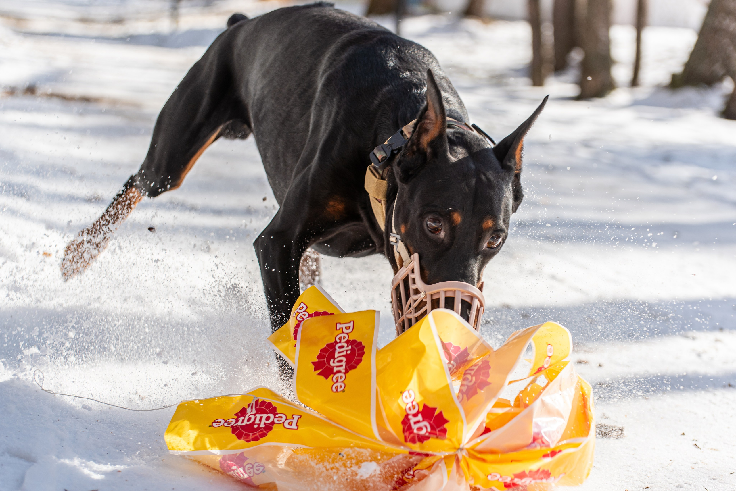 Фотосъёмка с собаками в Кинологическом лагере. Фотограф Макс Огурцов в Нижнем Новгороде