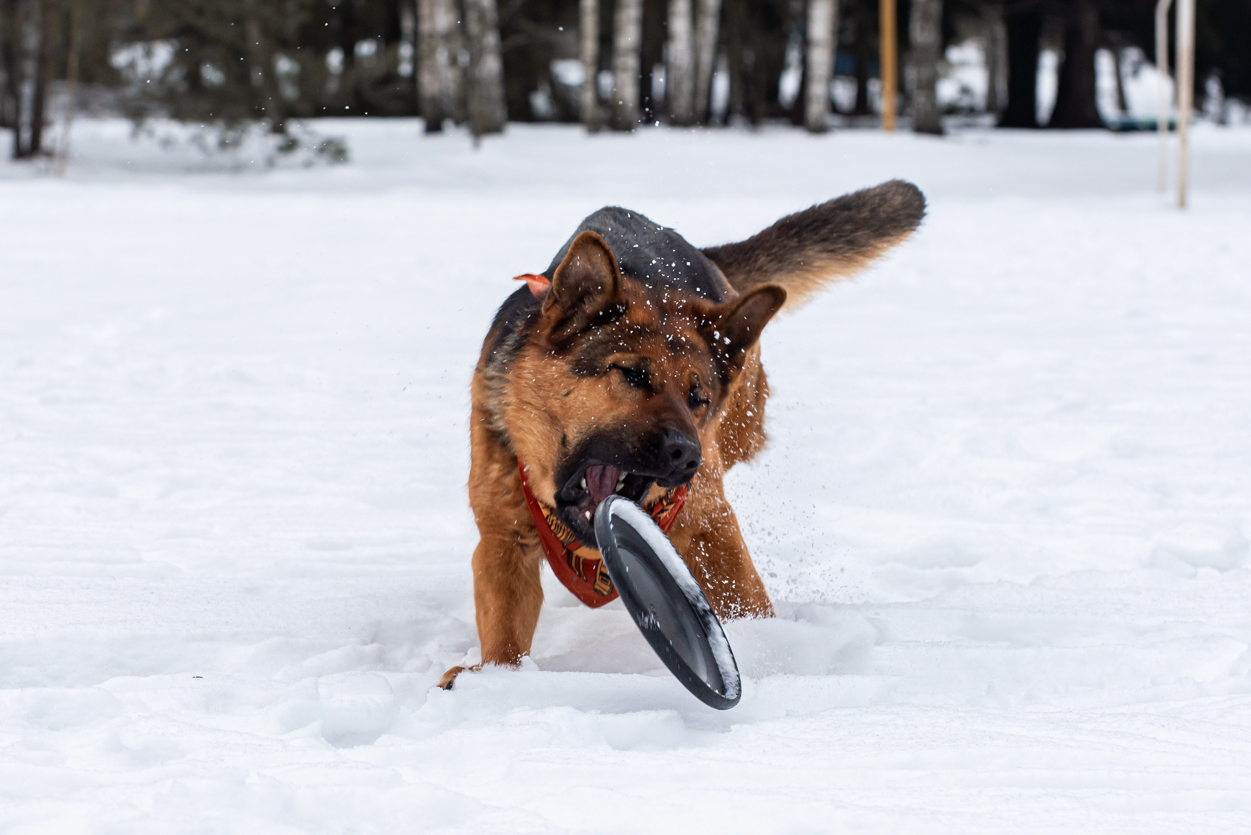 Фотосъёмка с собаками в Кинологическом лагере. Фотограф Макс Огурцов в Нижнем Новгороде