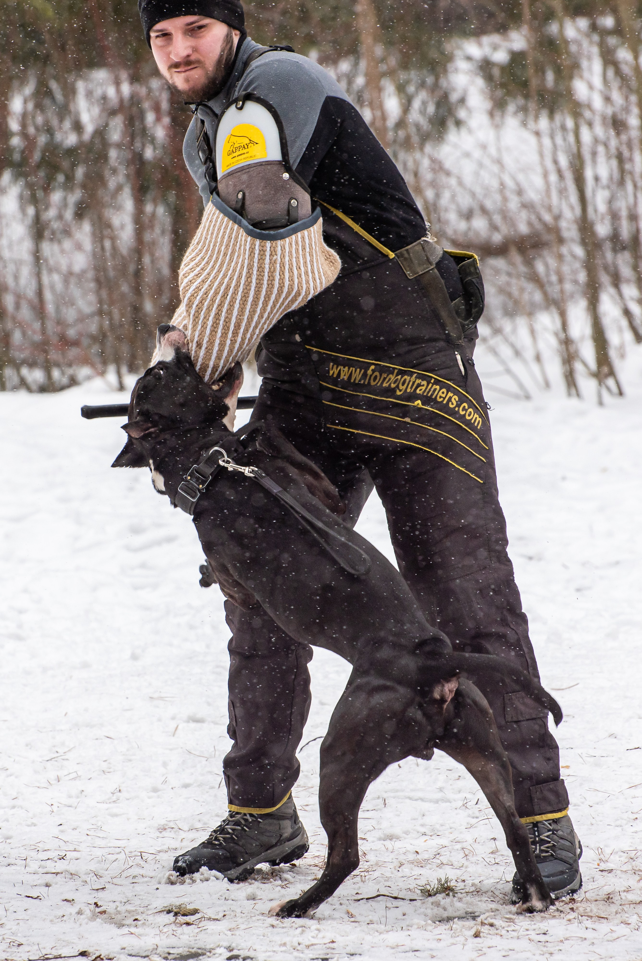 Фотосъёмка с собаками в Кинологическом лагере. Фотограф Макс Огурцов в Нижнем Новгороде