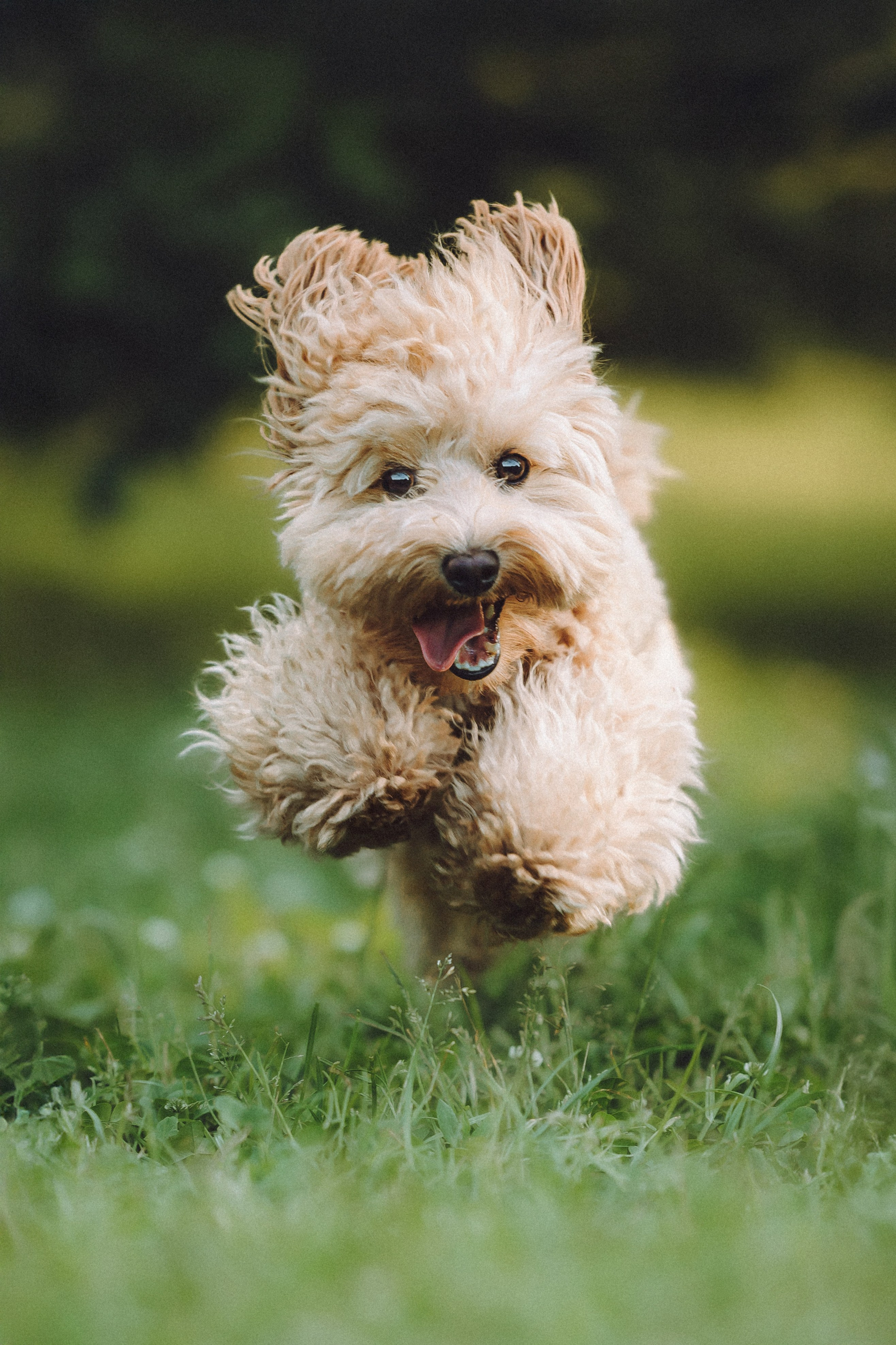 Фред и его семья