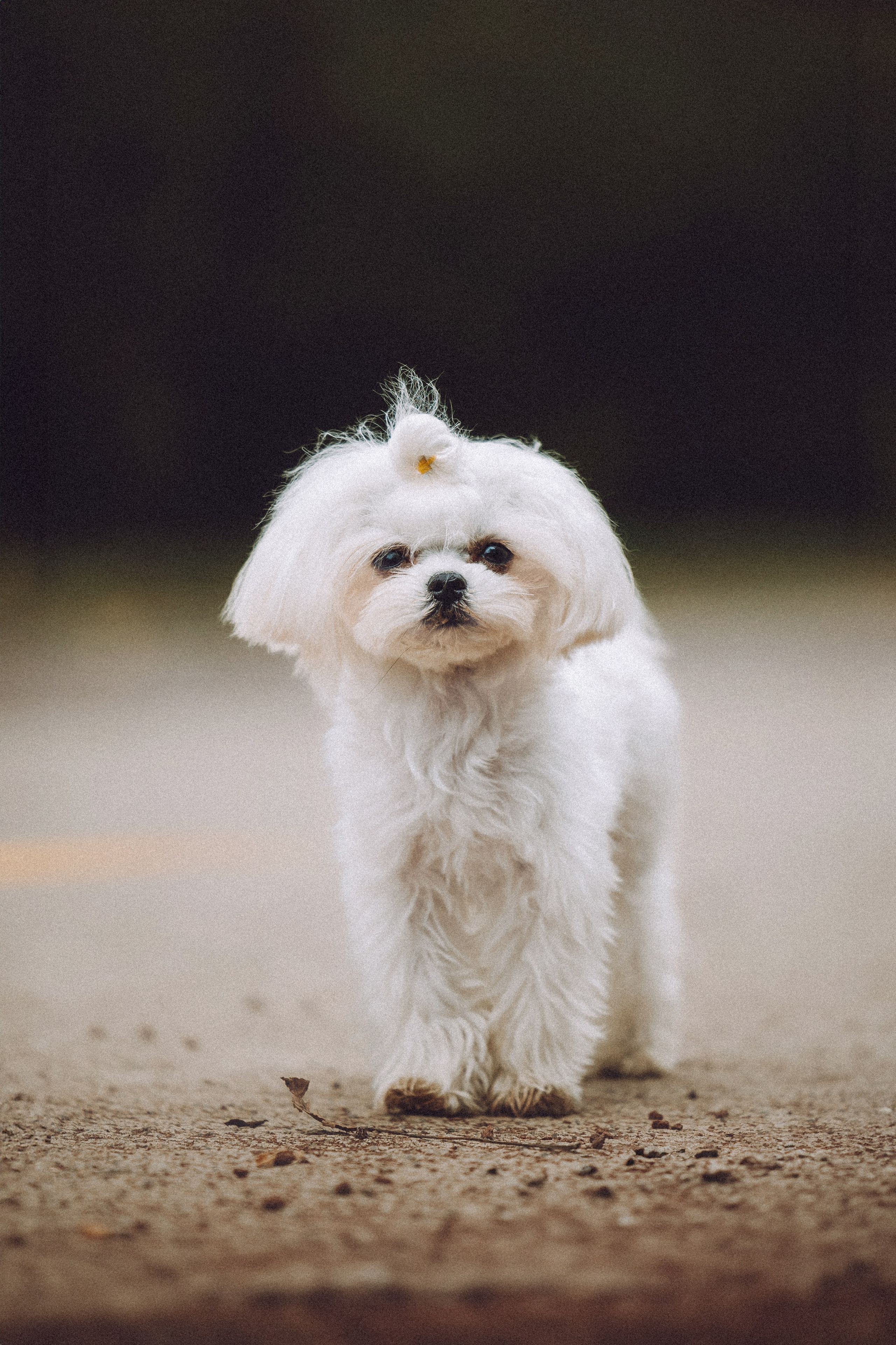 Настя и Гоша