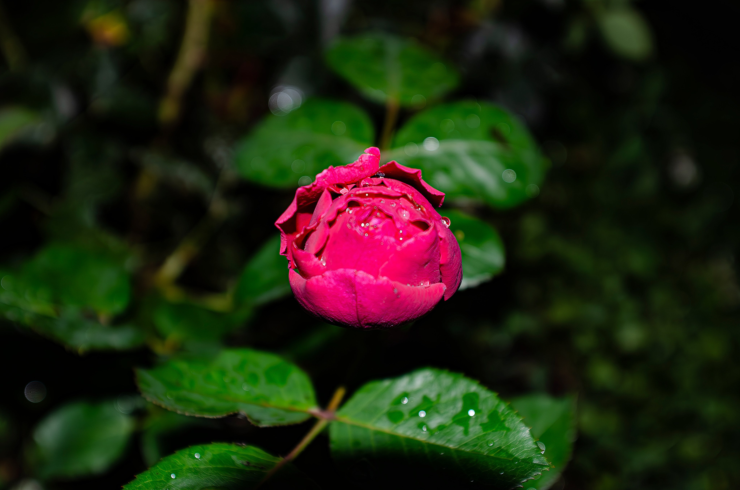 Дары Природы. Sreda fotoArt