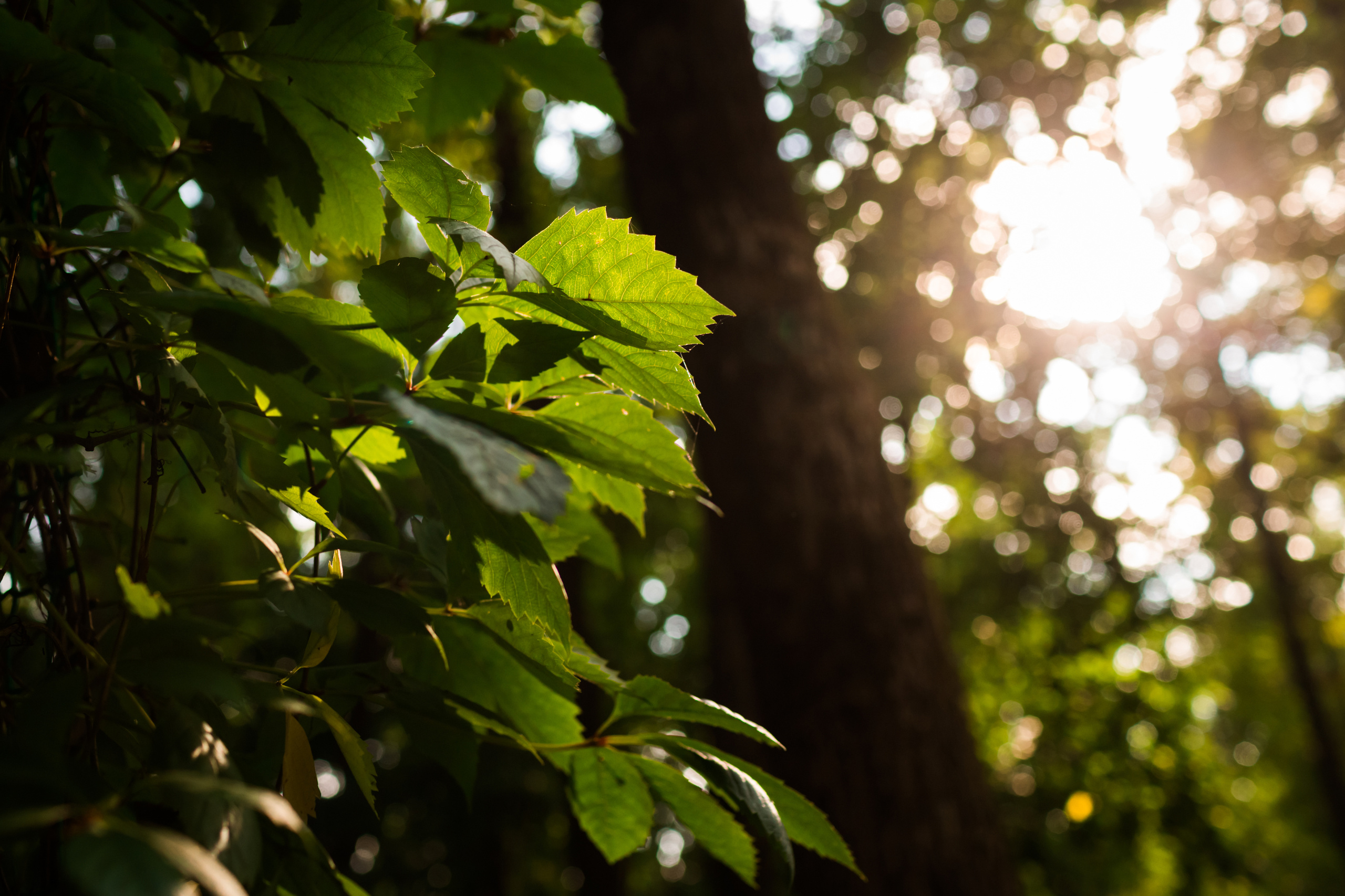 Антон и Ксения. Свадебный фотограф в Воронеже Александр Пенкин
