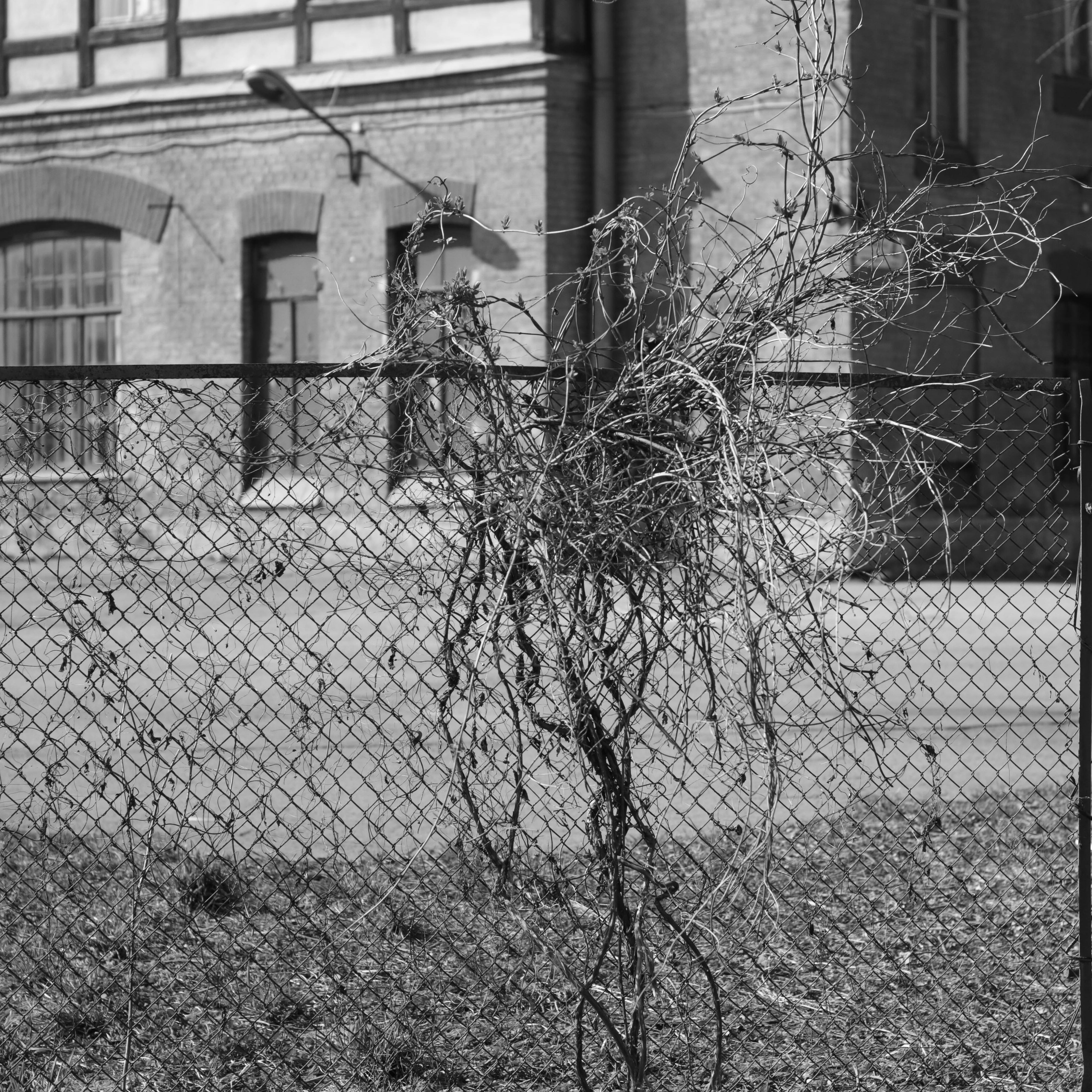 Tsarskoe Selo. Фотограф и исследователь фотографии из Санкт-Петербурга Елизавета Веприцкая