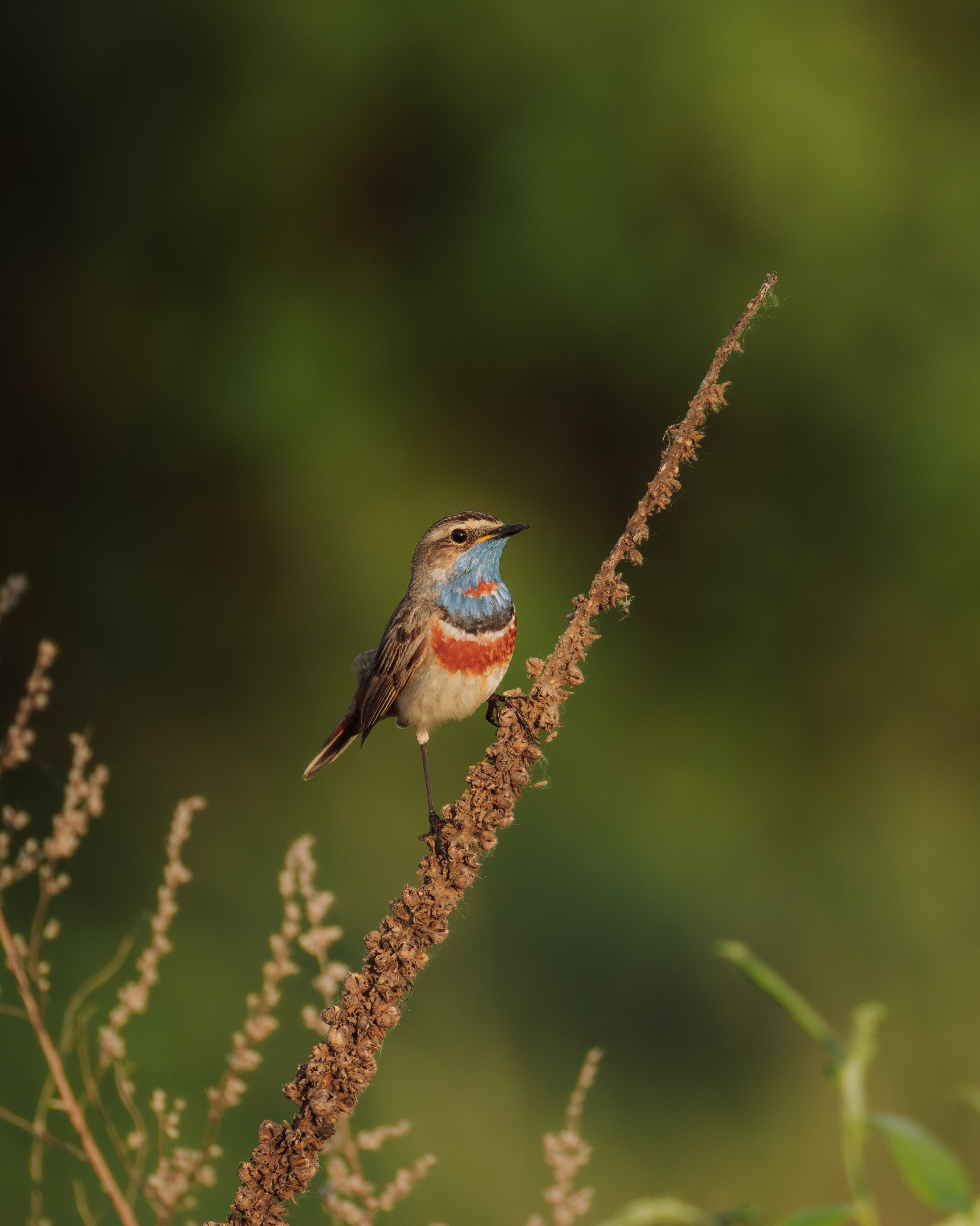 Voronezh 2026. Anton Chernov | Wildlife photographer
