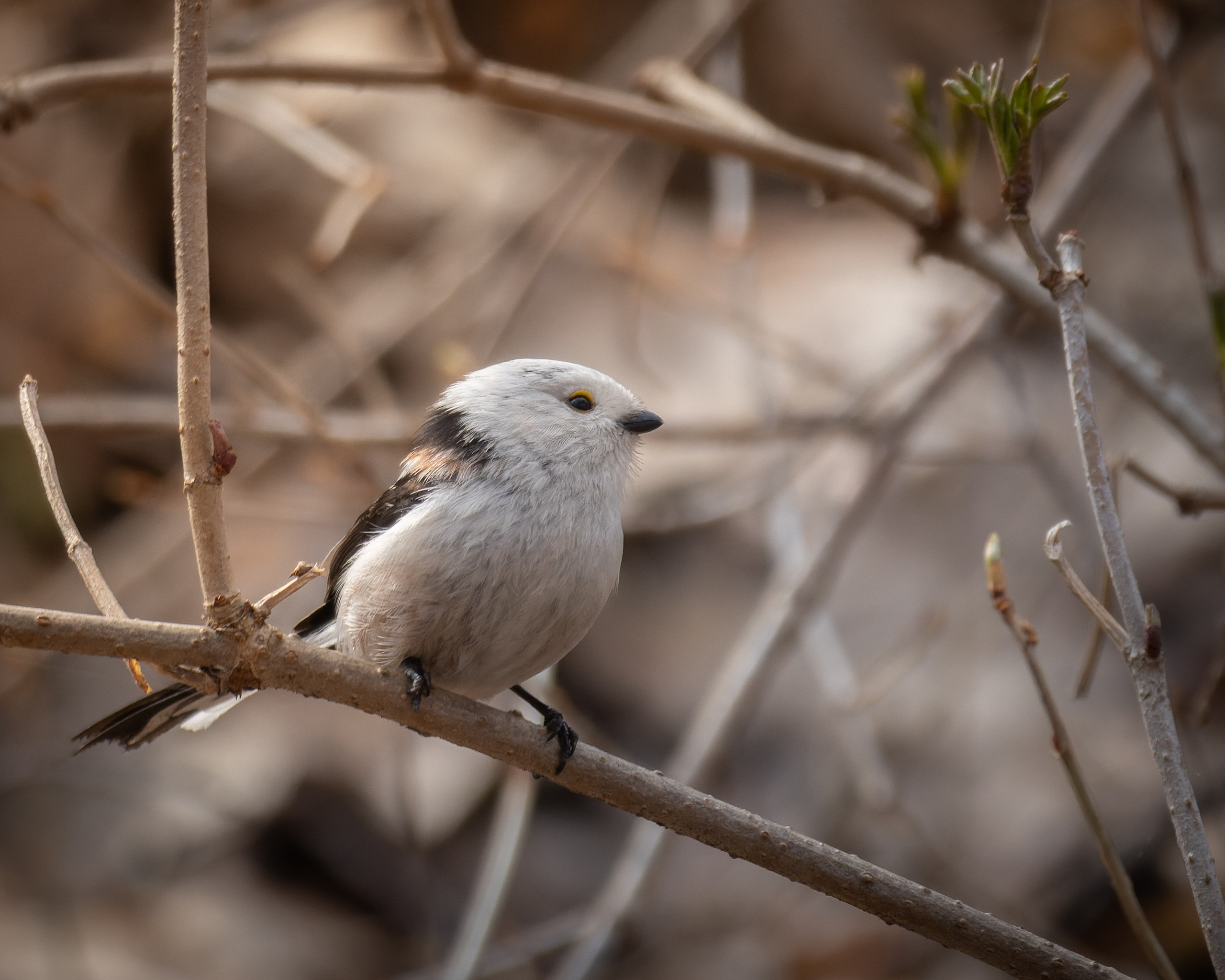 Voronezh 2025. Anton Chernov | Wildlife photographer