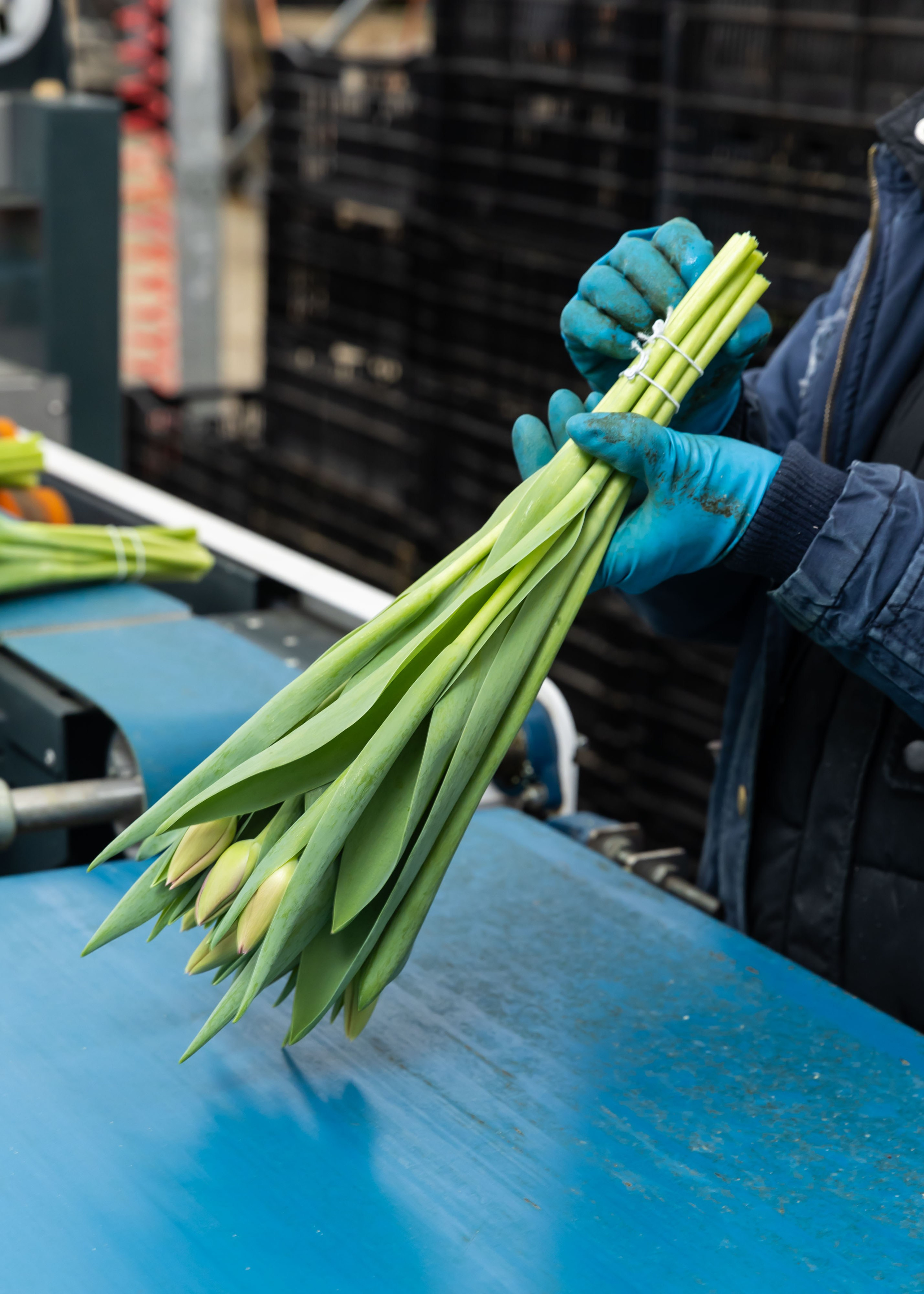 26.02.2026 Цветополис. ФОТОГРАФ ВИНОГРАДОВА ДАРЬЯ