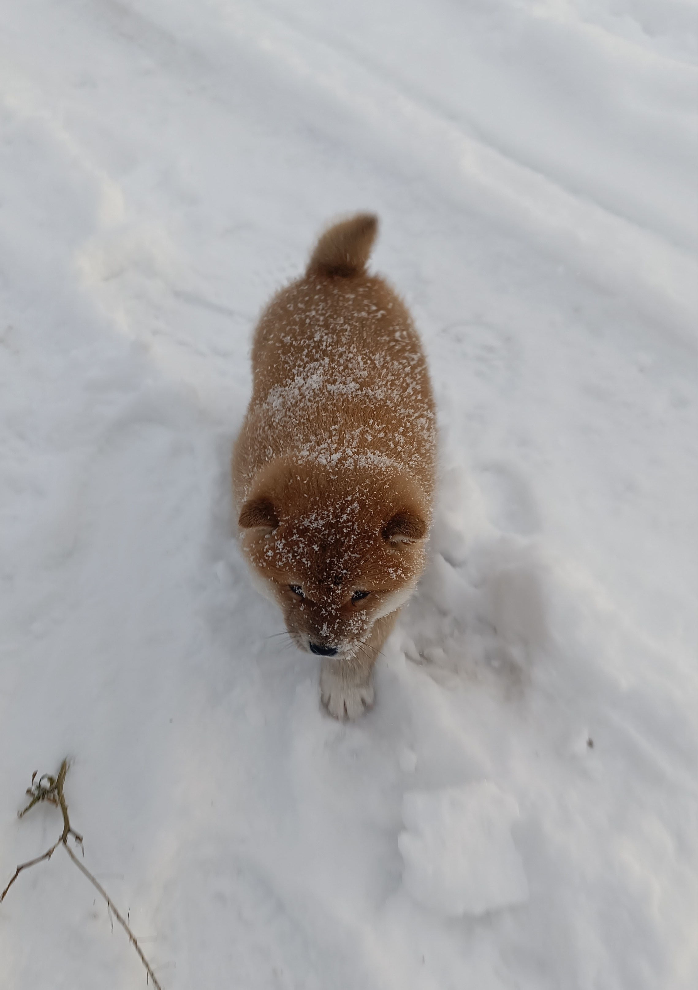 сиба питомник Рубилайт щенки на продажу rubylight  сиба щенки купить СПб Санкт-Петербург 