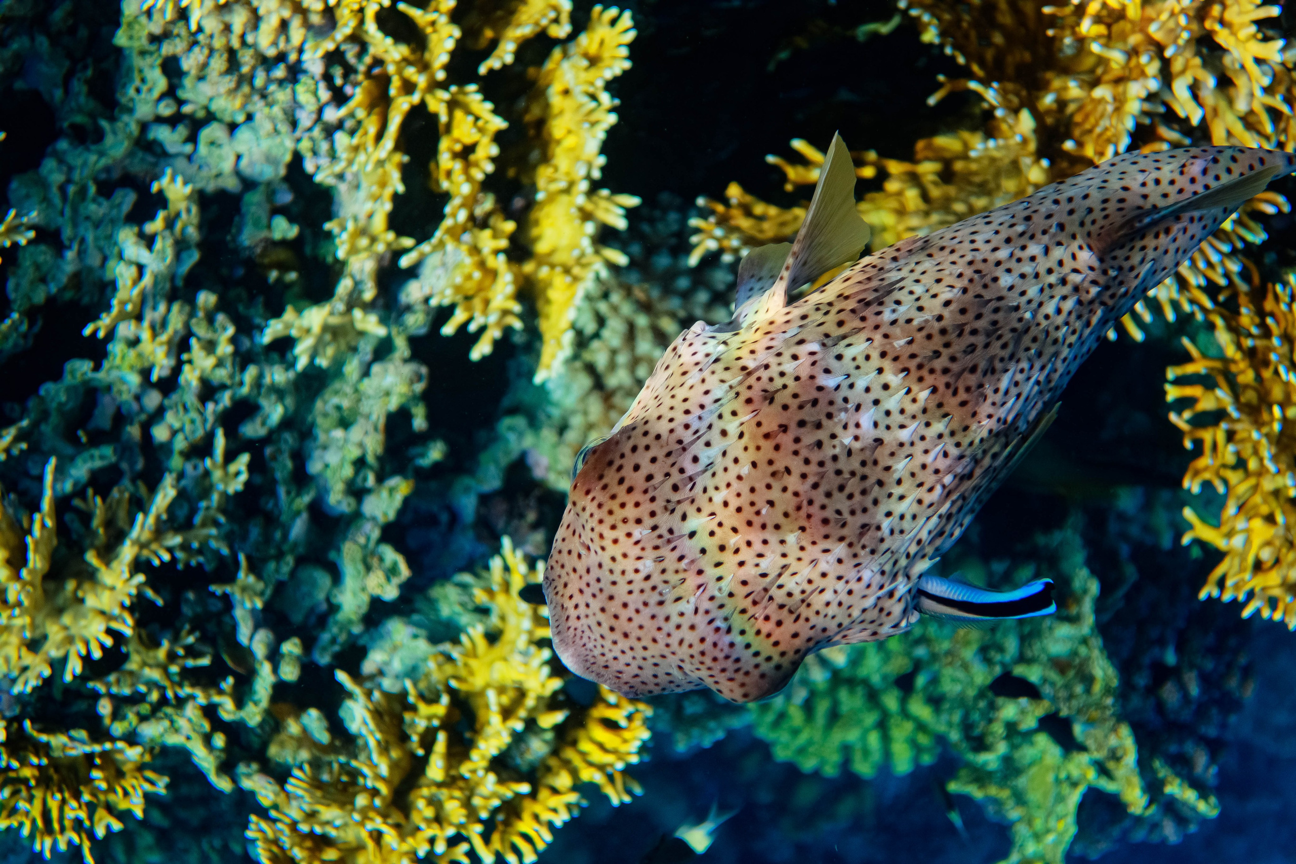 Fish. Фотограф Светлана Голицына