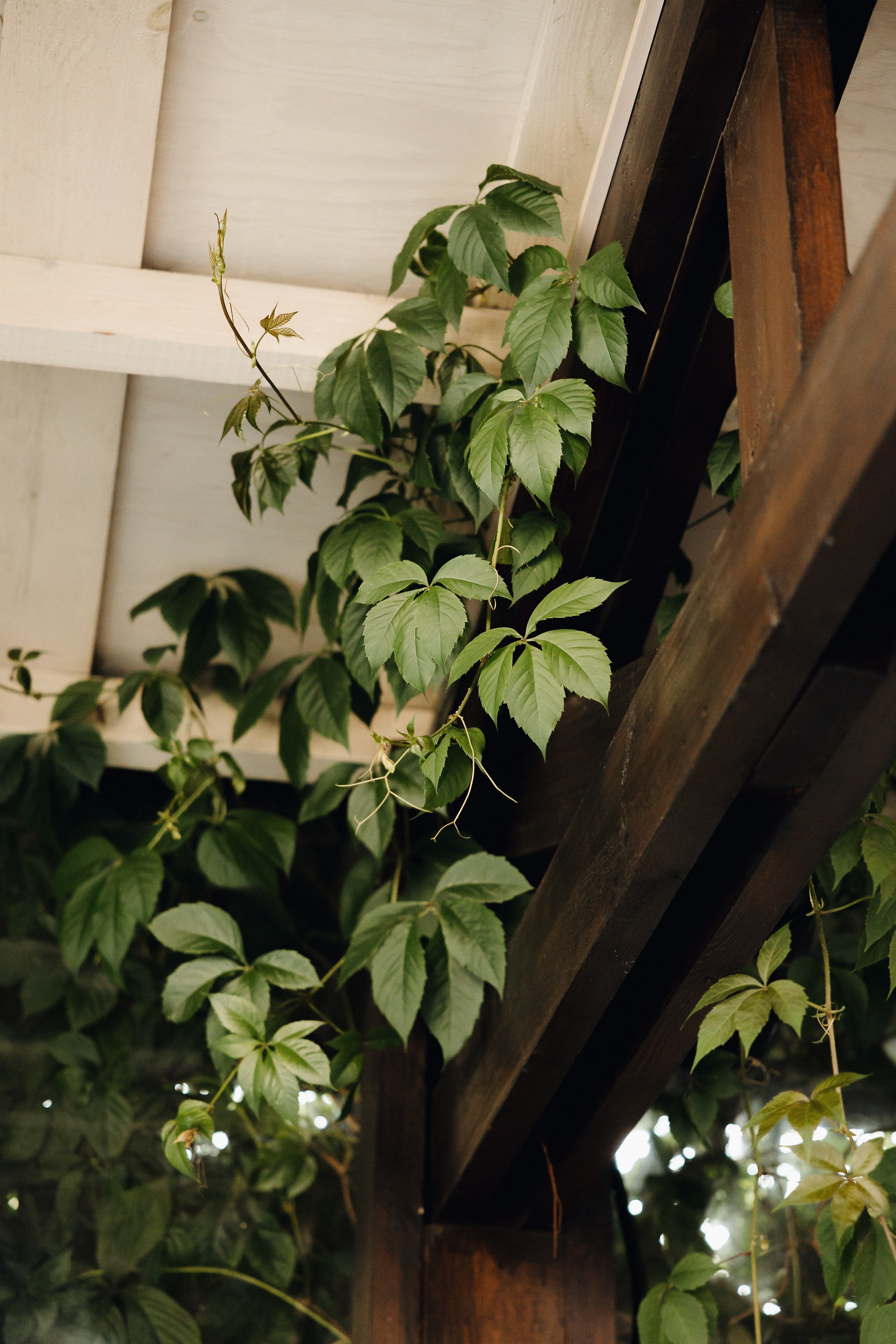 АЛИНА И ЕГОР, ПЕГАС. Свадебный и индивидуальный фотограф в Челябинске Евгения Негодяева