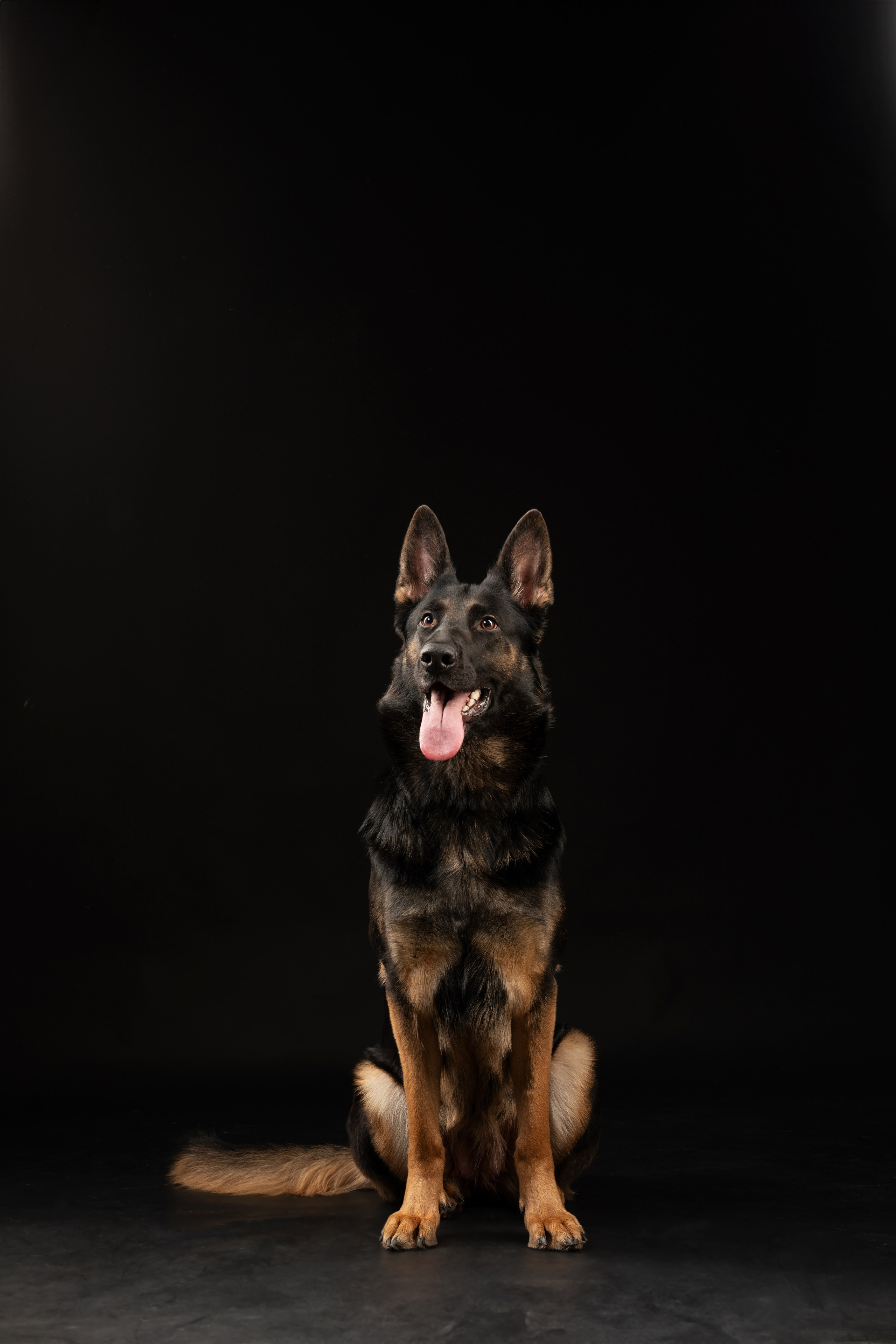 Жара и Делфи. Фотограф анималист Осипчикова Мария