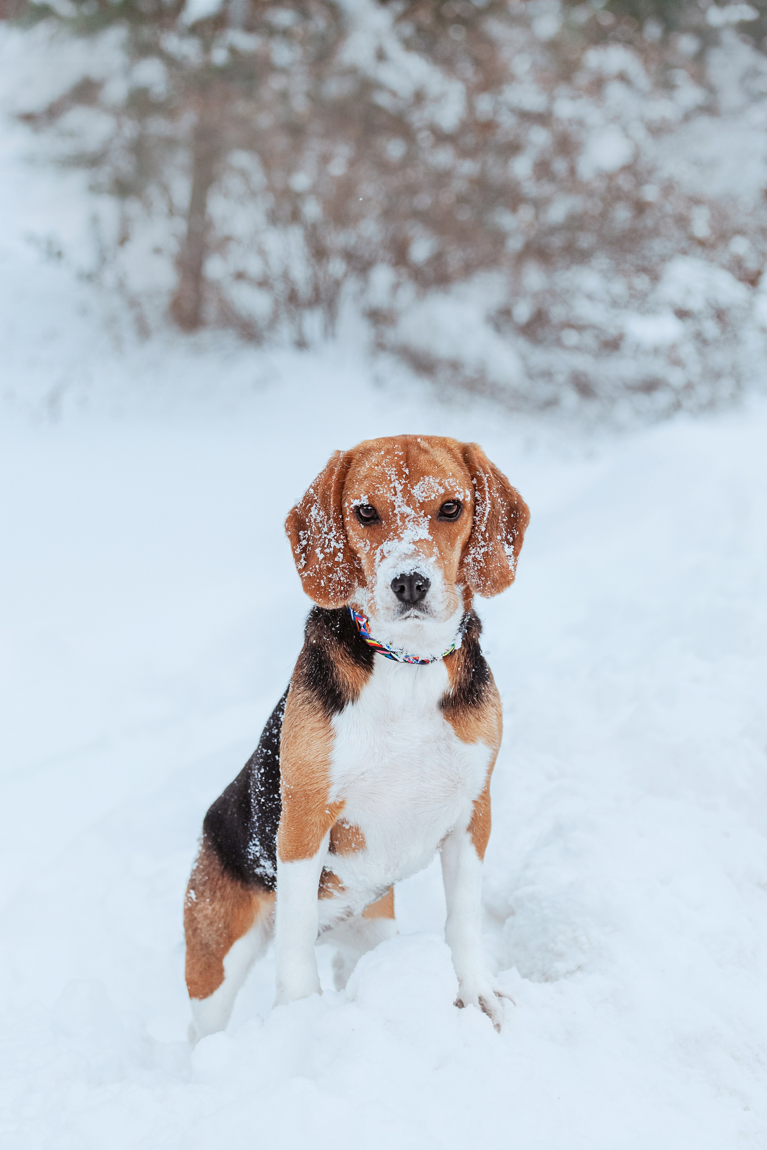 Дом для Биглей 2023. Фотограф-анималист Татьяна Степанова