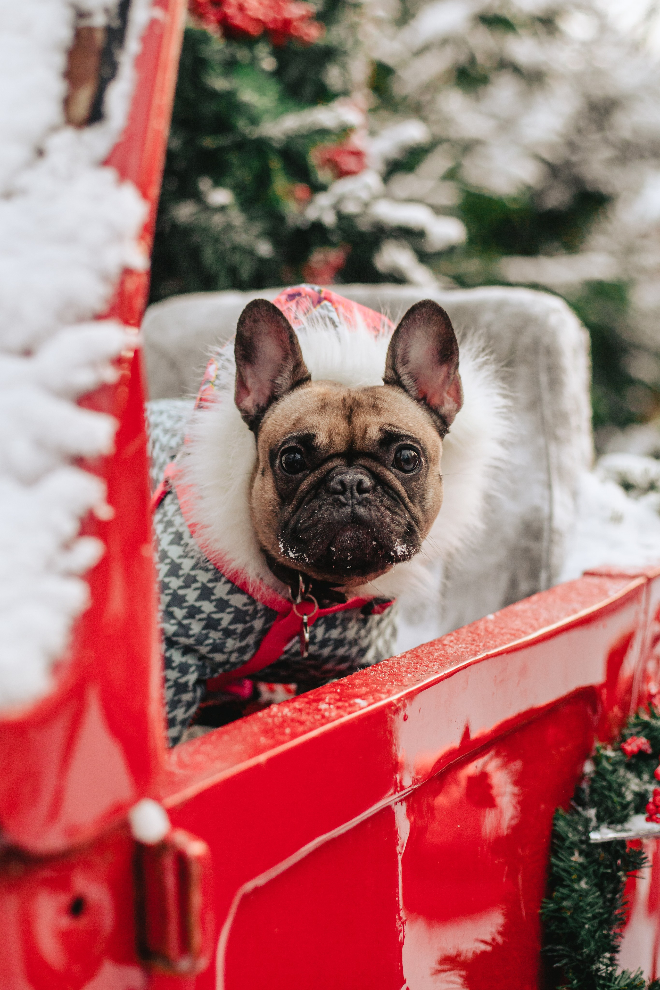 Зингер дача. Фотограф-анималист Татьяна Степанова