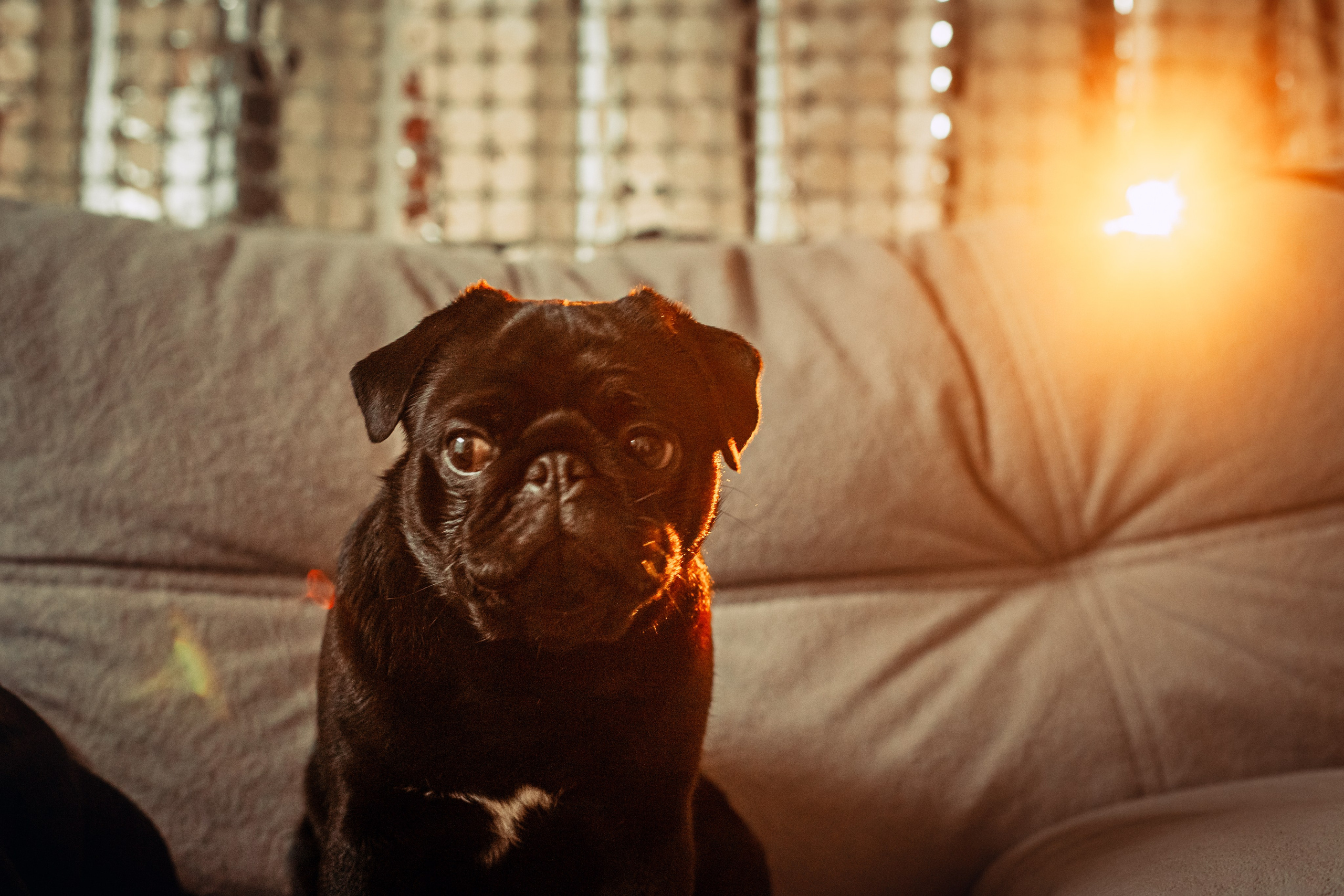 Оля, Харви, Луис. Фотограф-анималист Татьяна Степанова