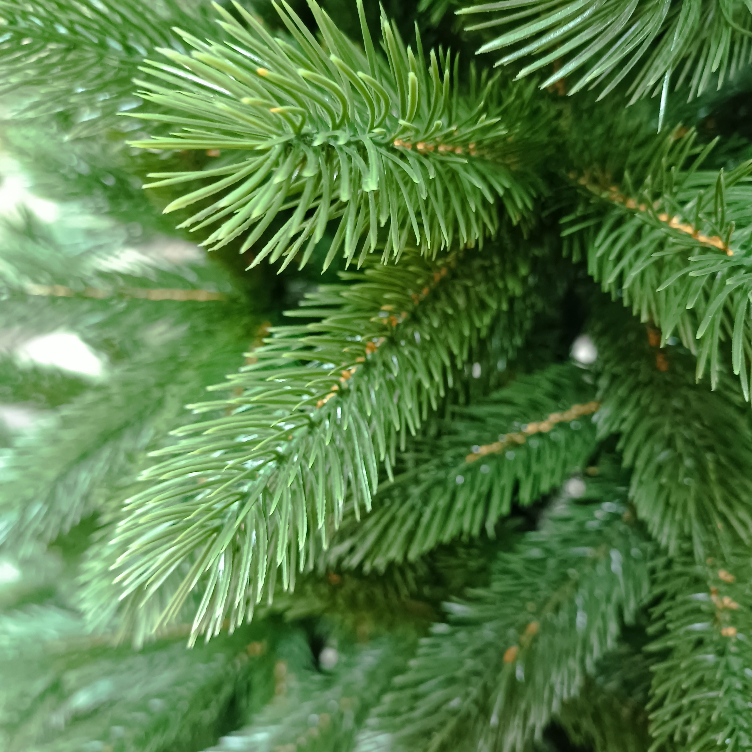 ЛЕОНА. Elki_grodno