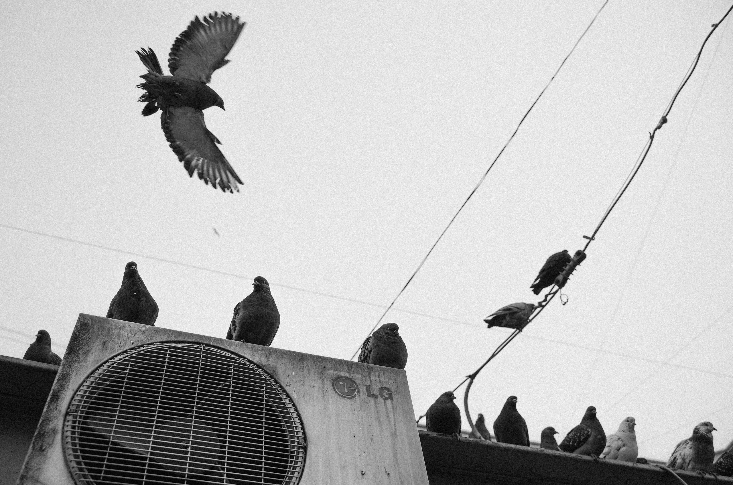 Пернатый психоз. Стрит-фотография, полная абсурда, идиотизма и красоты