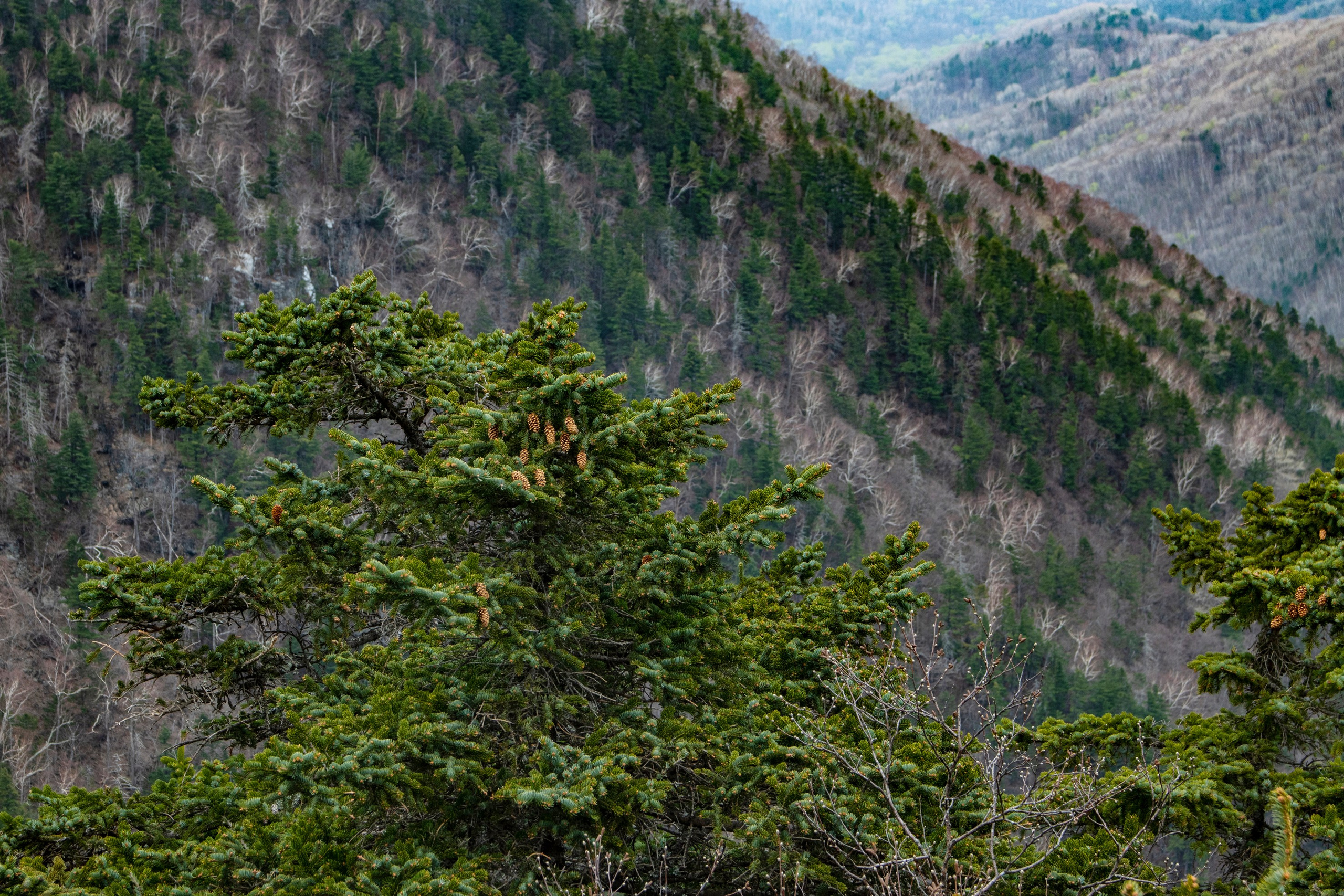Природа Хабаровского края. Команда фотографов Кристины Ивановой