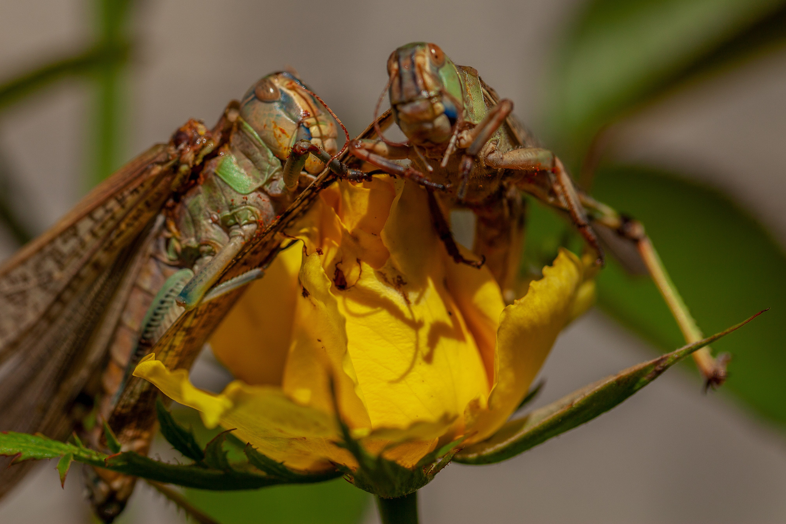 Саранча. Медиапродюсер, фотограф в Минеральных Водах —Виктор Холодов