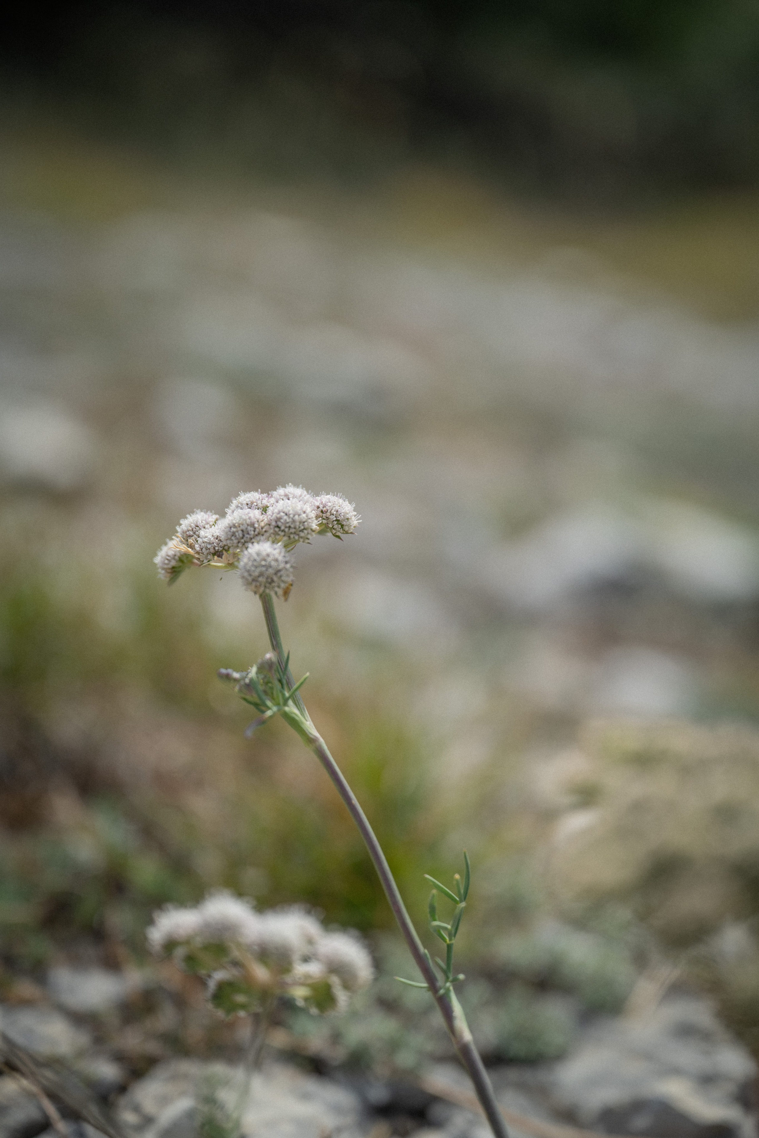 Ай-Петри. Детский и семейный фотограф в Санкт-Петербурге и Ярославле Павлова Гал